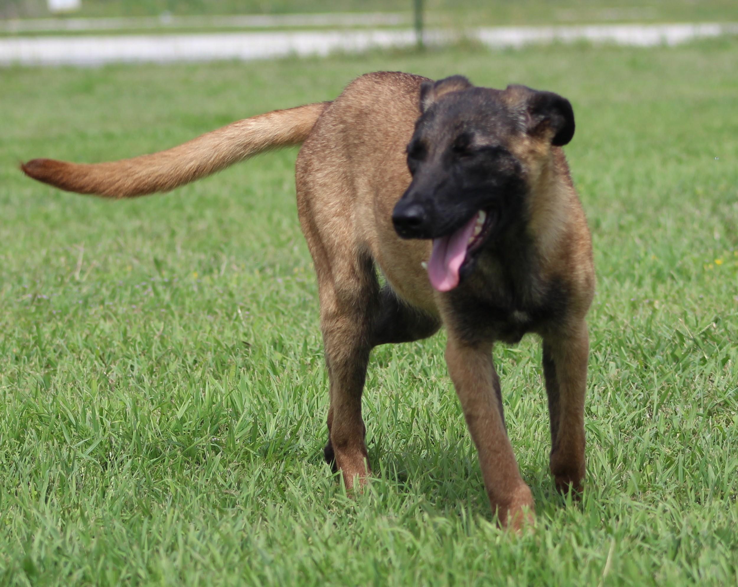 Arwen, ADOPTABLE, Young Female Belgian Shepherd / Malinois & Mixed Breed.
