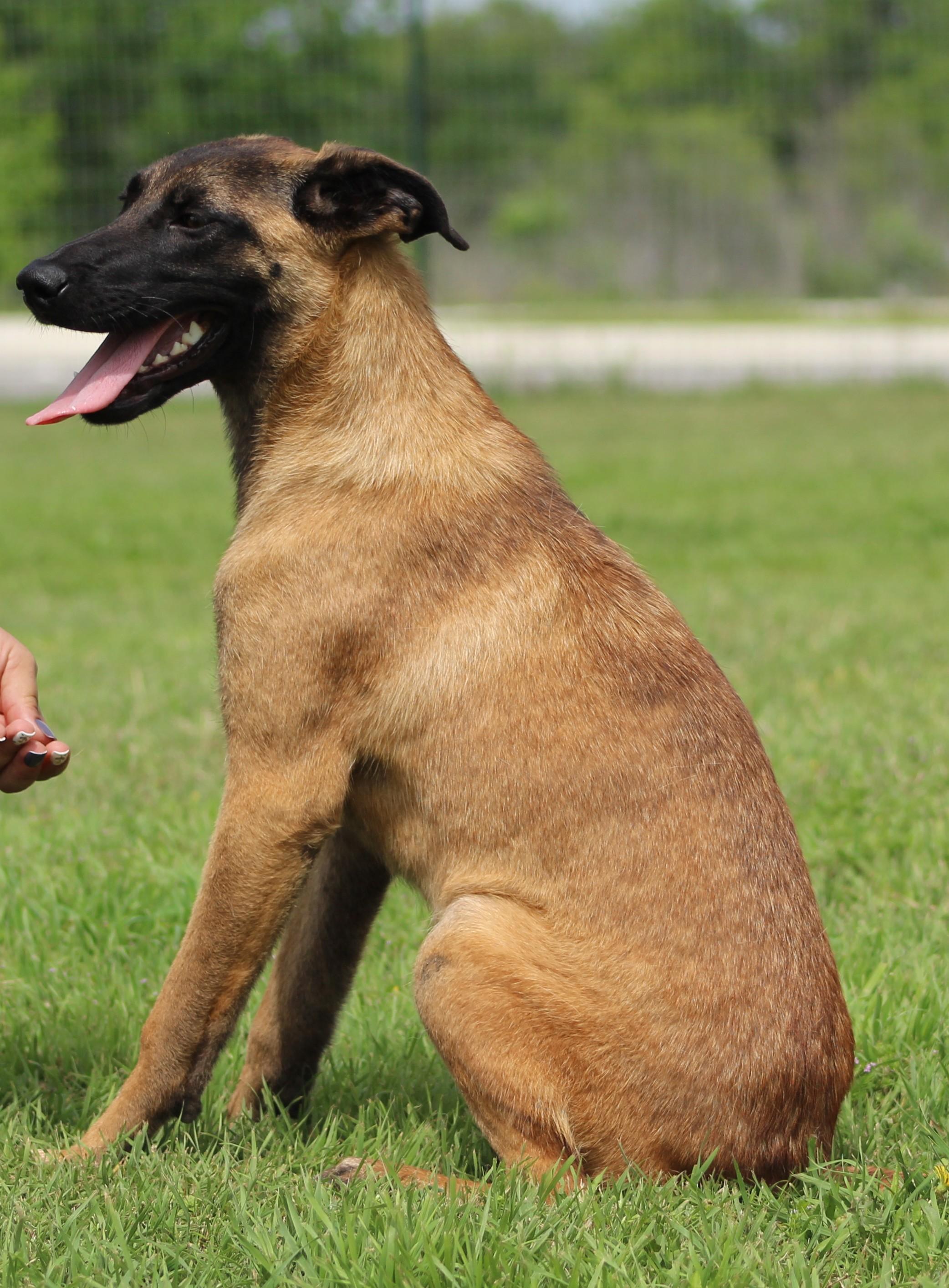 Enlarge Arwen, a ADOPTABLE mixed breed in Temple, TX image 4/5