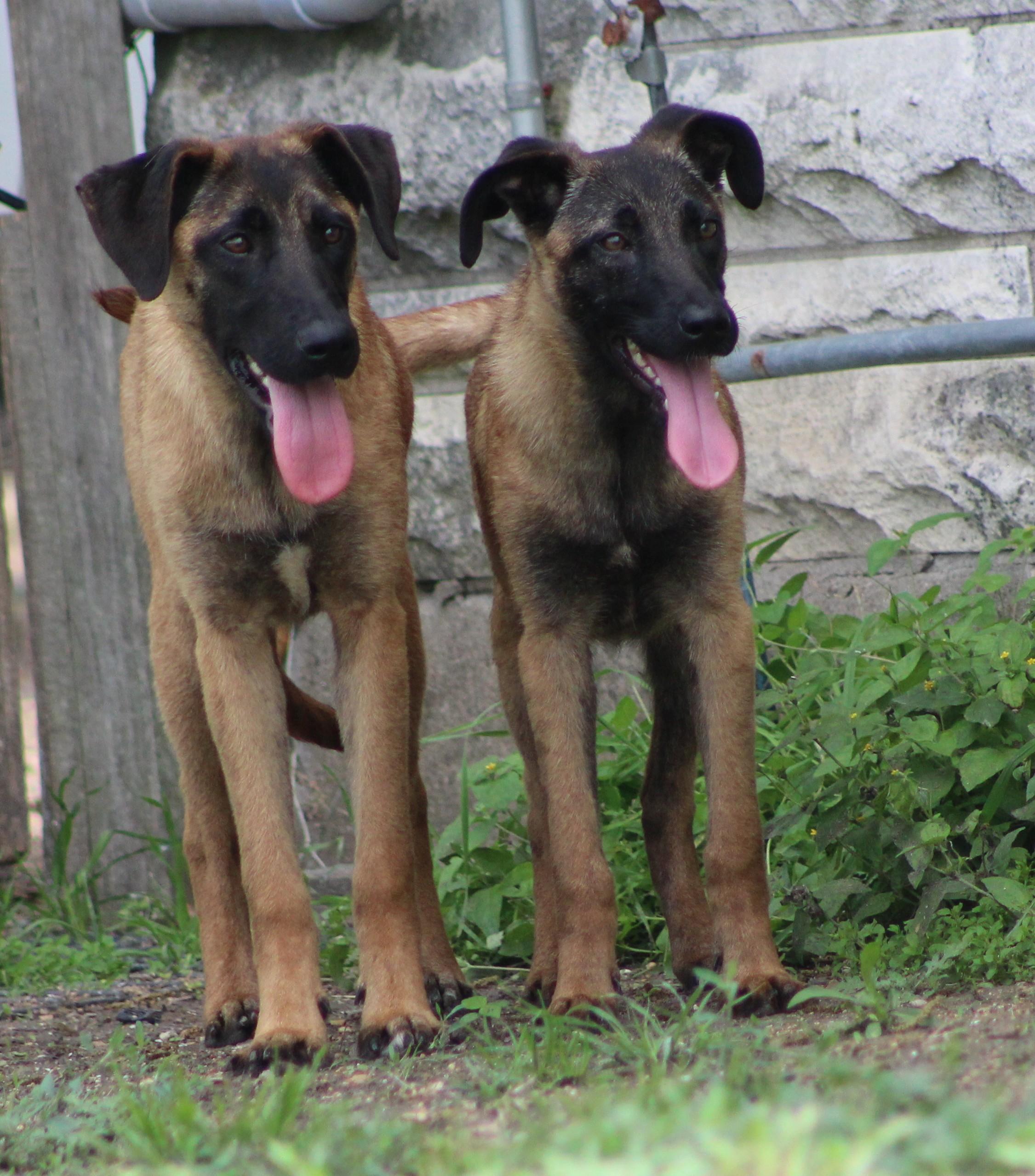 Enlarge Arwen, a ADOPTABLE mixed breed in Temple, TX image 5/5