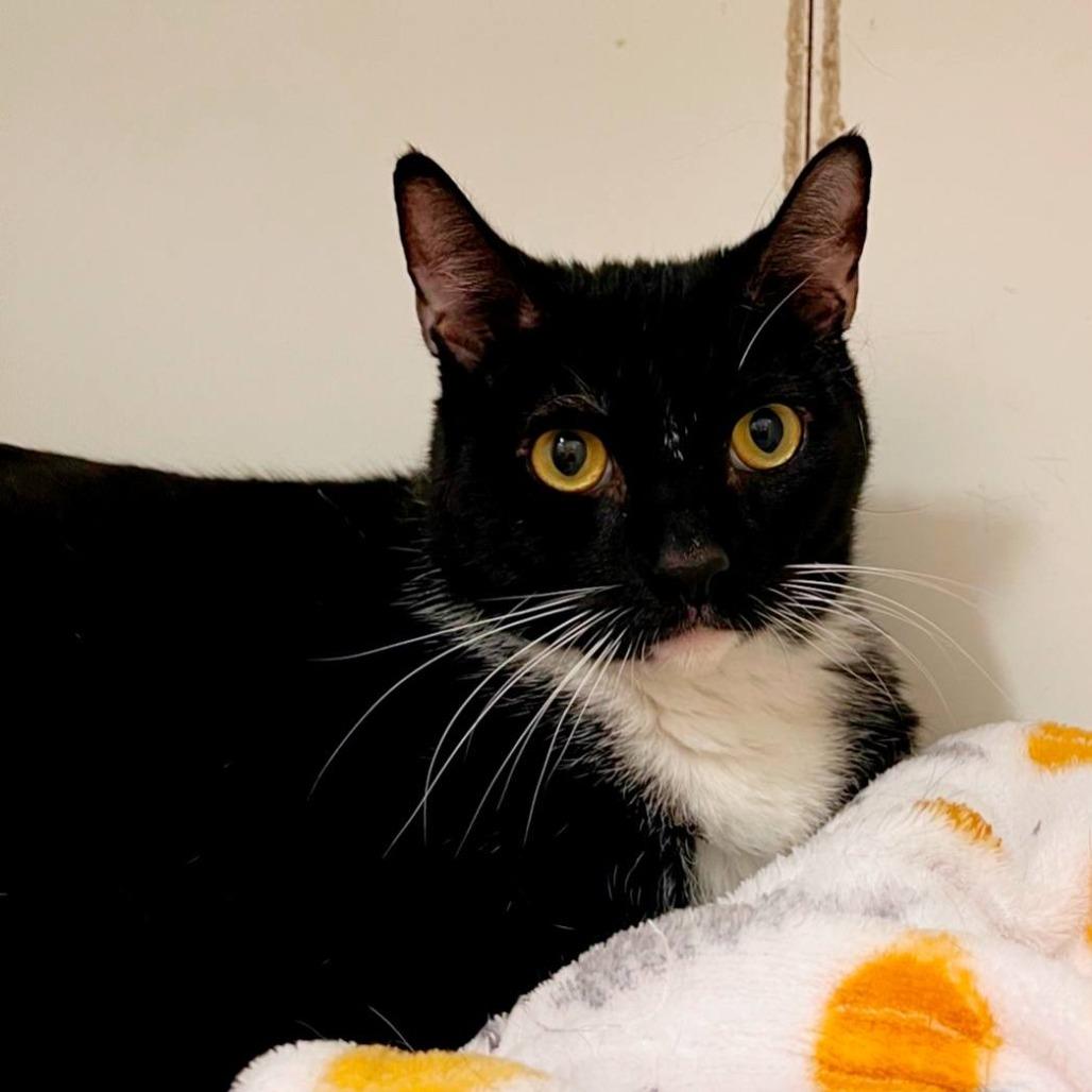 Otter - City of Industry Location, Adoptable, Adult Male Domestic Short Hair.