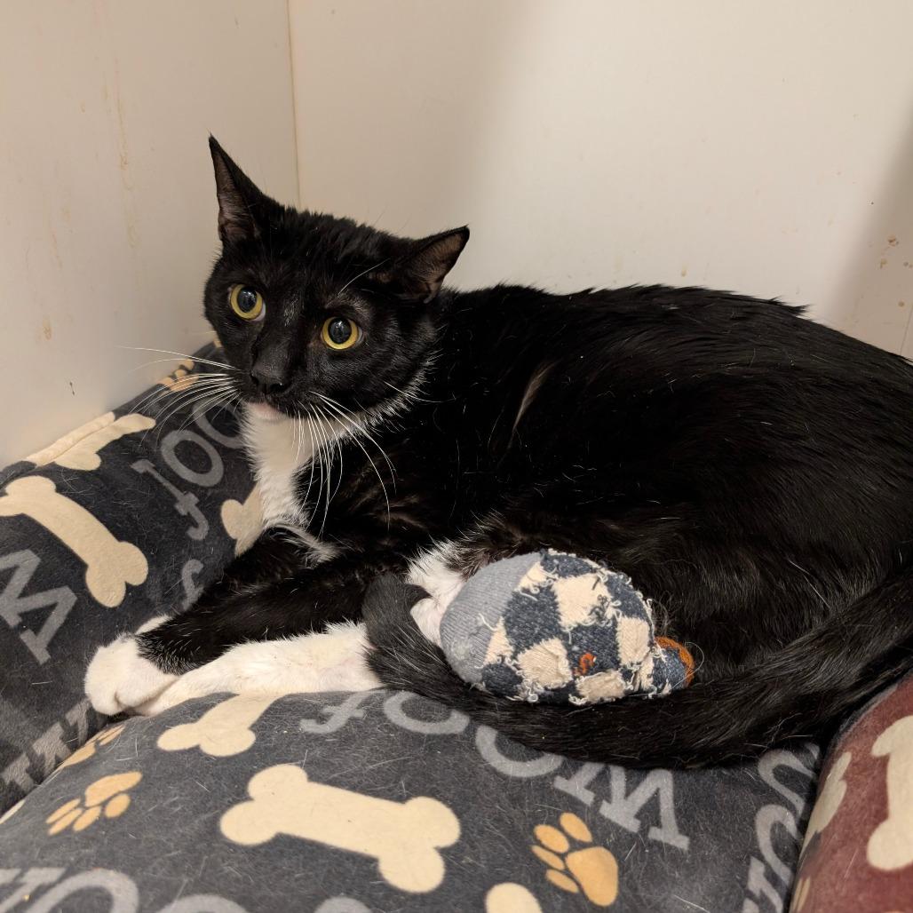 Enlarge Otter - City of Industry Location, a Adoptable Domestic Short Hair in Chino Hills, CA image 2/6
