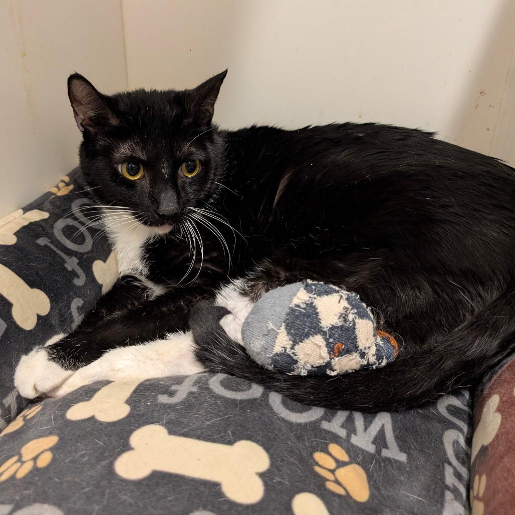 Enlarge Otter - City of Industry Location, a Adoptable Domestic Short Hair in Chino Hills, CA image 3/6
