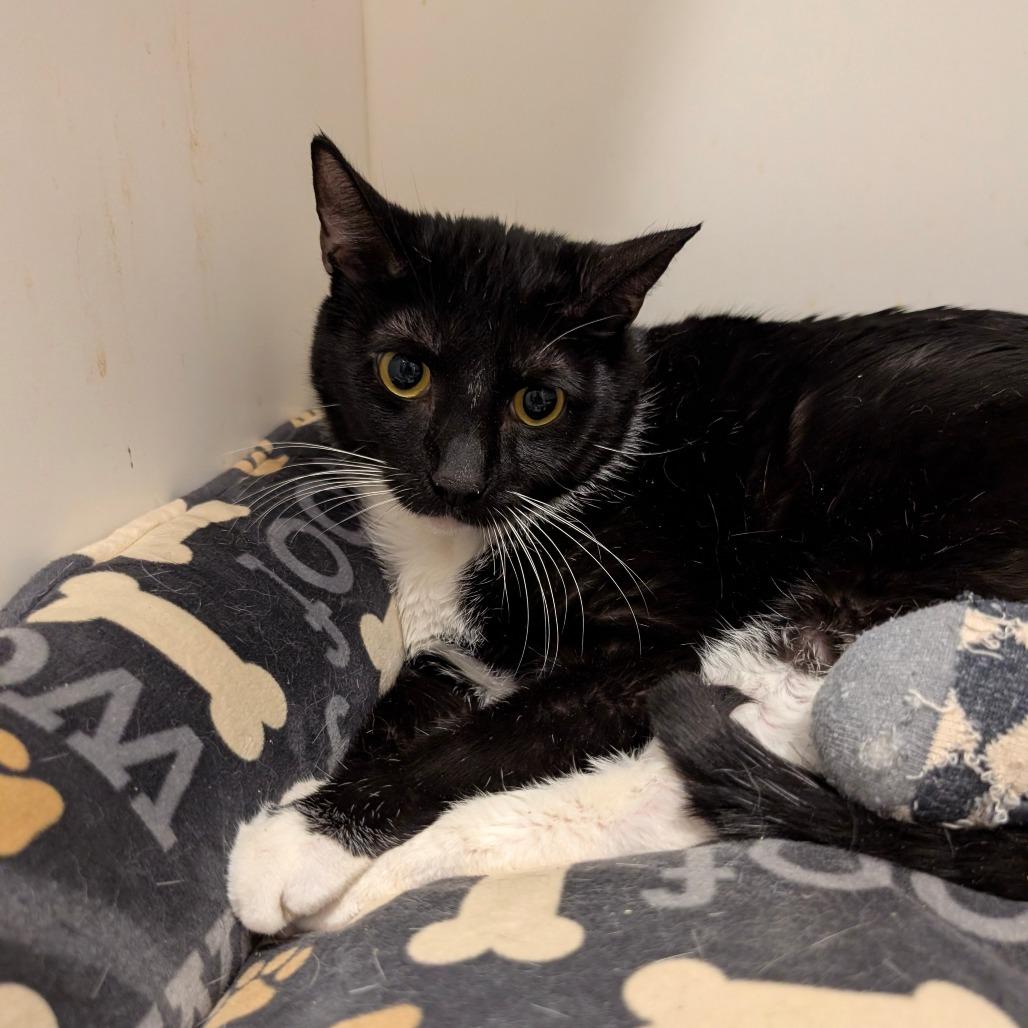 Enlarge Otter - City of Industry Location, a Adoptable Domestic Short Hair in Chino Hills, CA image 4/6