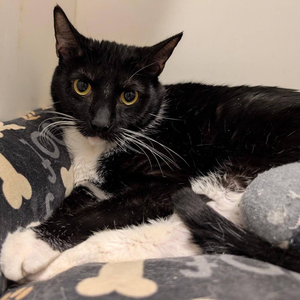 Enlarge Otter - City of Industry Location, a Adoptable Domestic Short Hair in Chino Hills, CA image 5/6