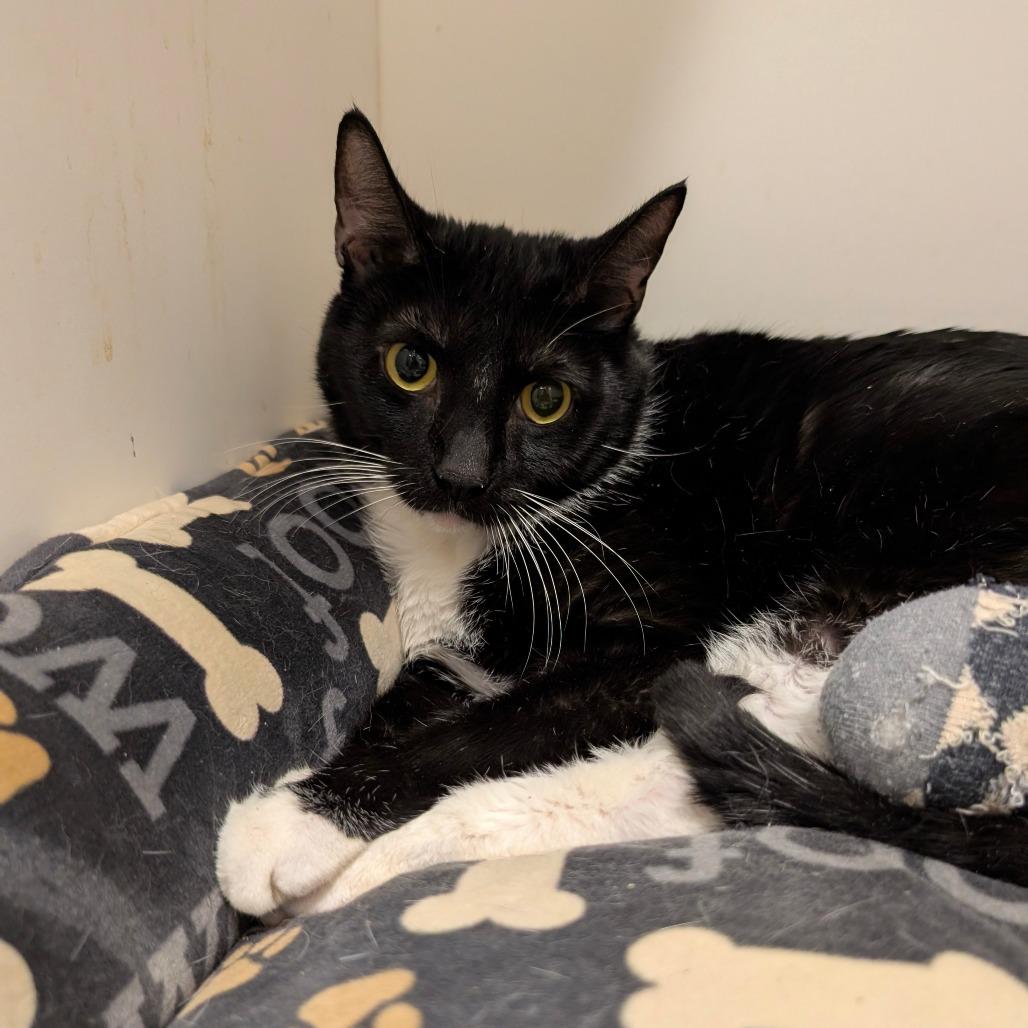 Enlarge Otter - City of Industry Location, a Adoptable Domestic Short Hair in Chino Hills, CA image 6/6