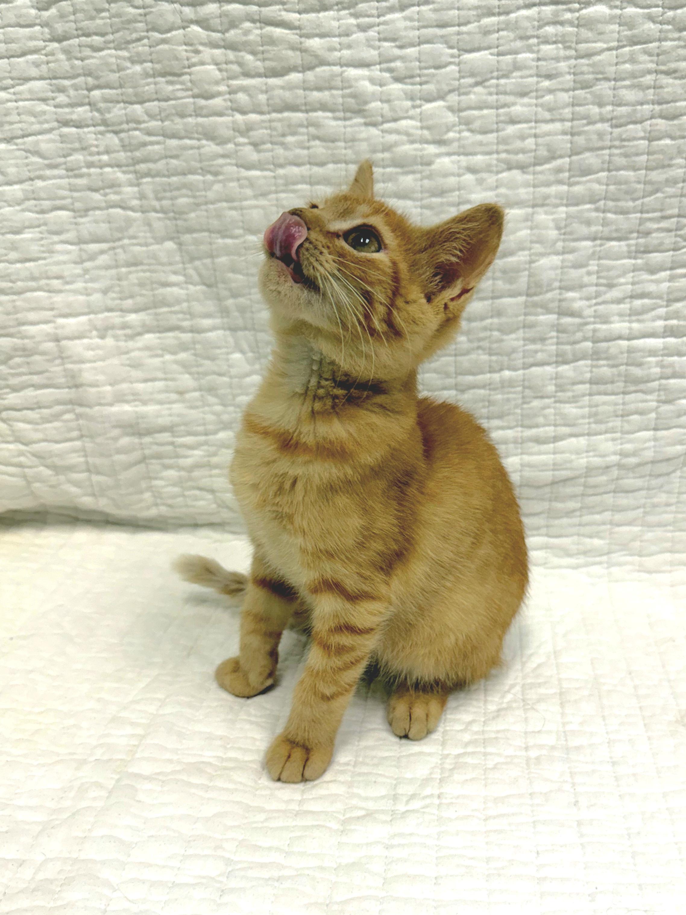 Enlarge Dan, a Adoptable Domestic Short Hair in Mt Pleasant, SC image 4/6