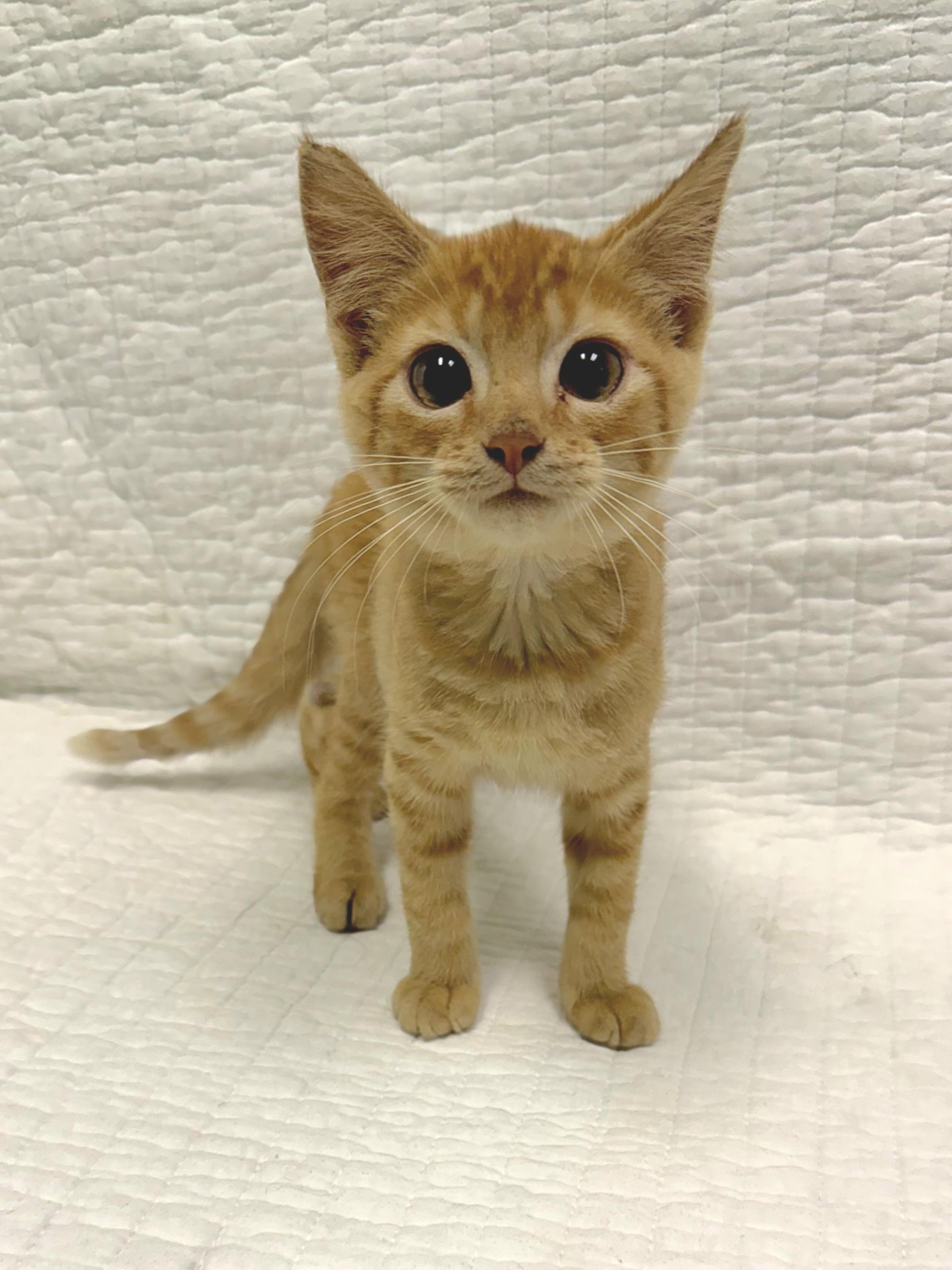 Enlarge Dan, a Adoptable Domestic Short Hair in Mt Pleasant, SC image 2/6