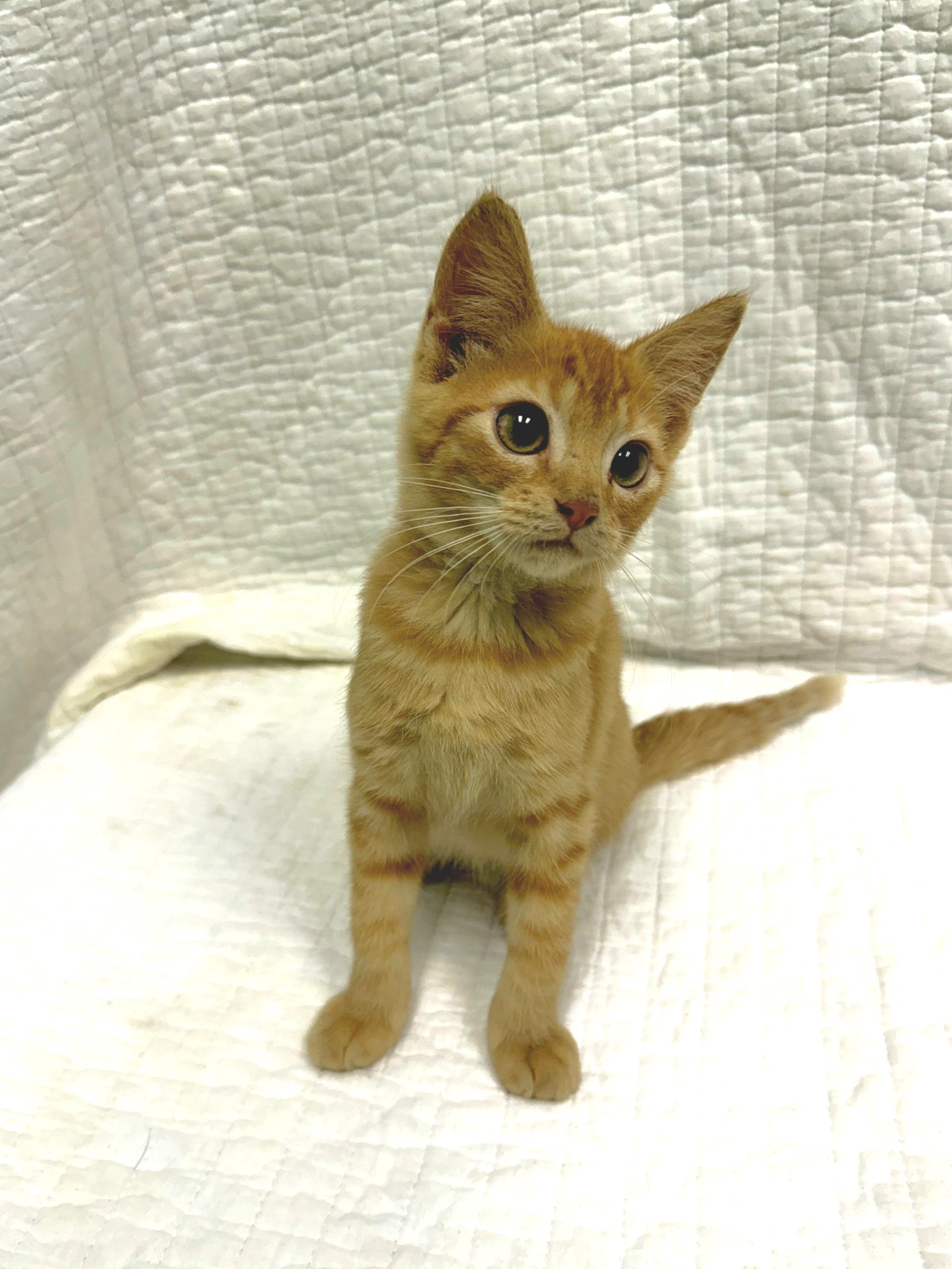 Enlarge Dan, a Adoptable Domestic Short Hair in Mt Pleasant, SC image 5/6