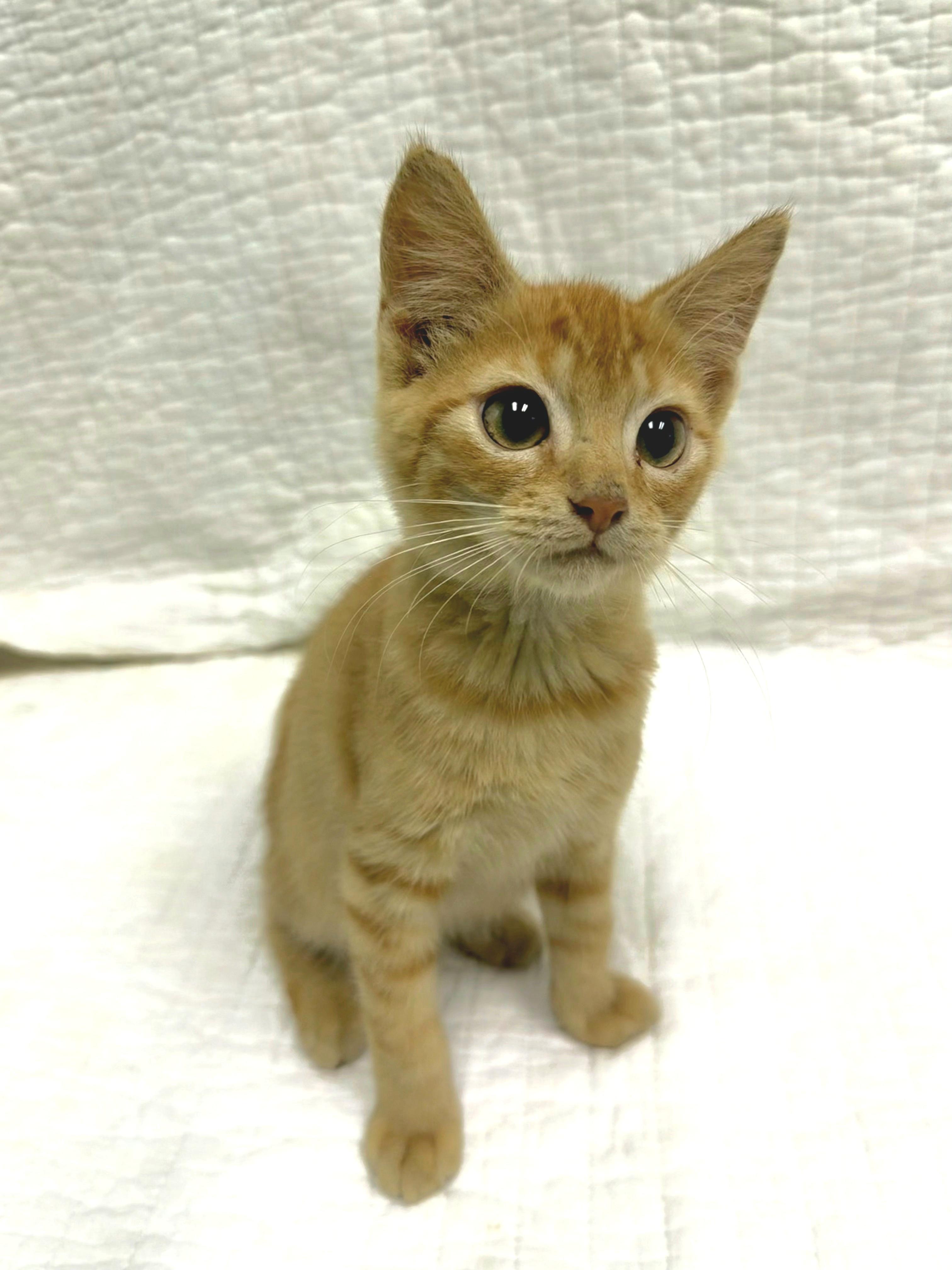 Enlarge Dan, a Adoptable Domestic Short Hair in Mt Pleasant, SC image 6/6