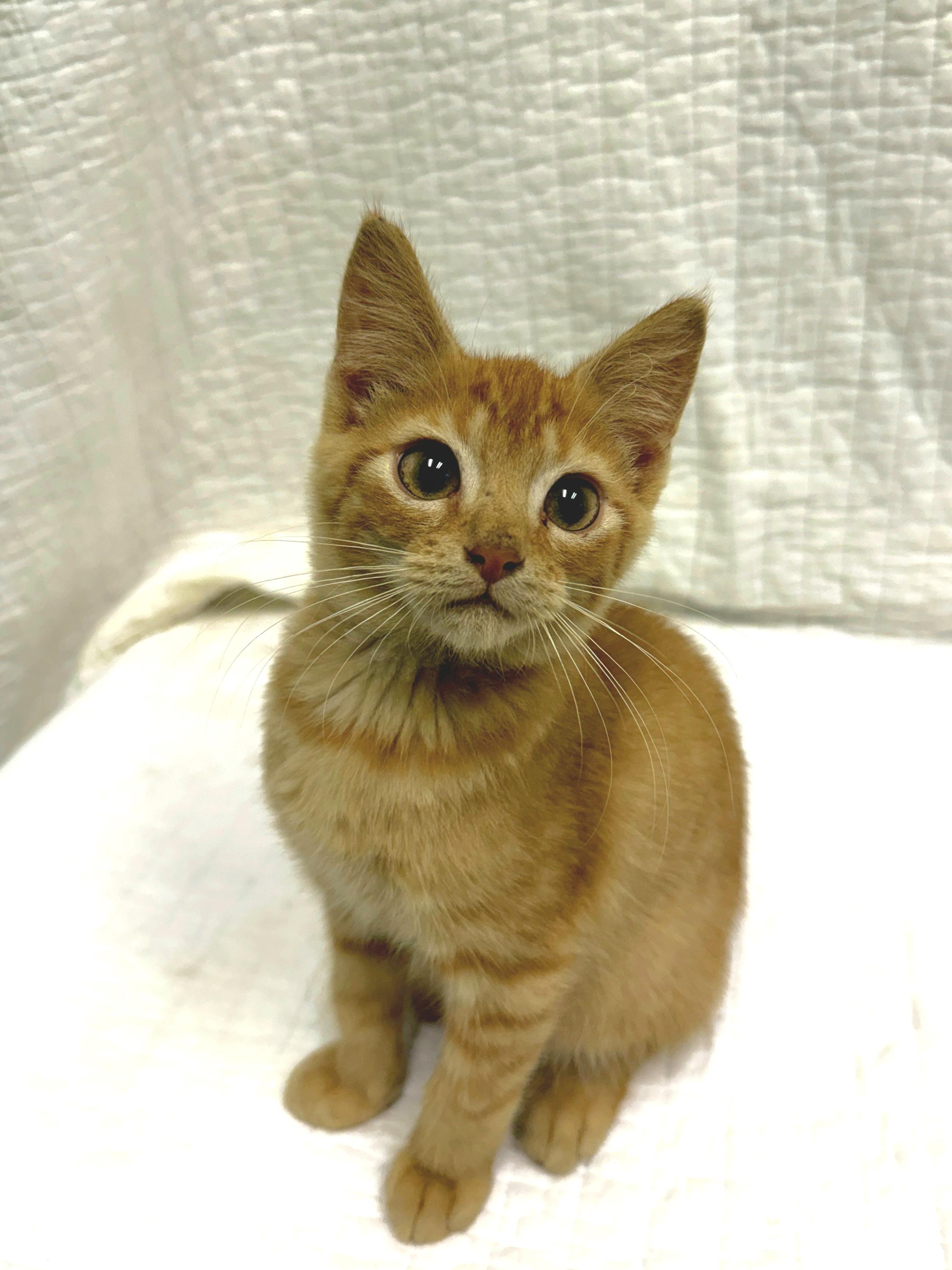 Dan, Adoptable, Kitten Male Domestic Short Hair.
