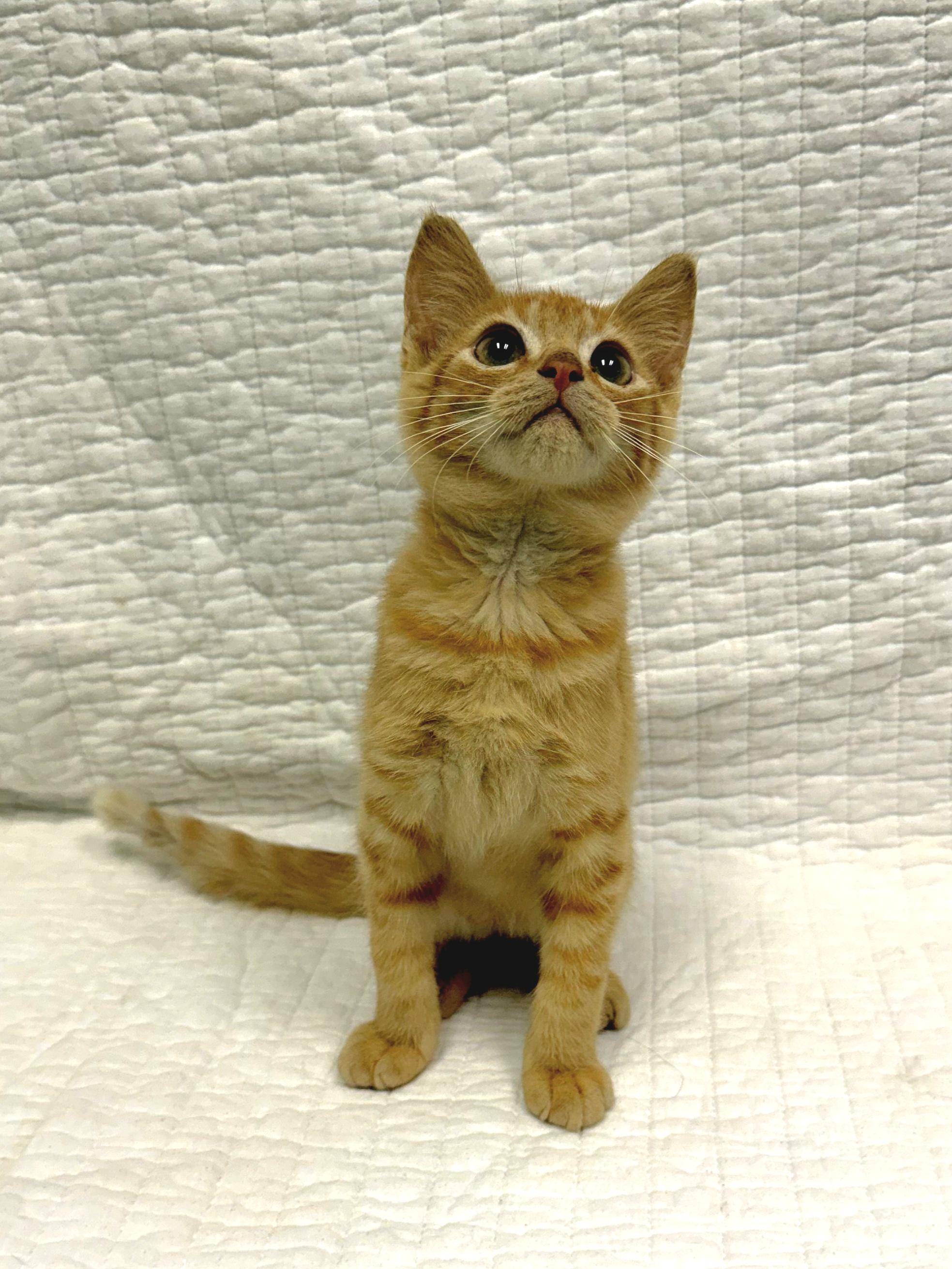 Enlarge Dan, a Adoptable Domestic Short Hair in Mt Pleasant, SC image 3/6