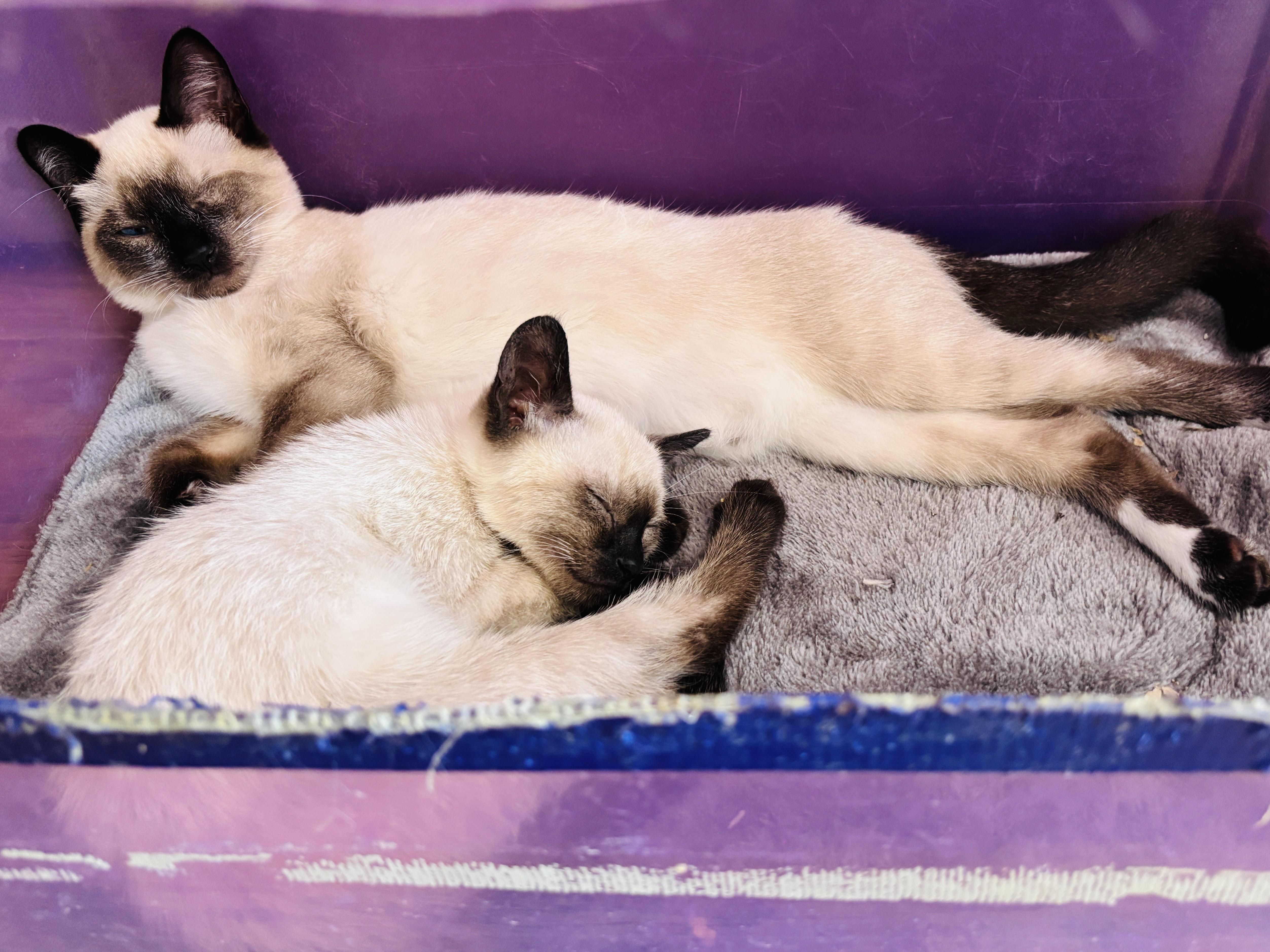 Pokemon, an adoptable Siamese, Snowshoe in Pinole, CA, 94564 | Photo Image 3