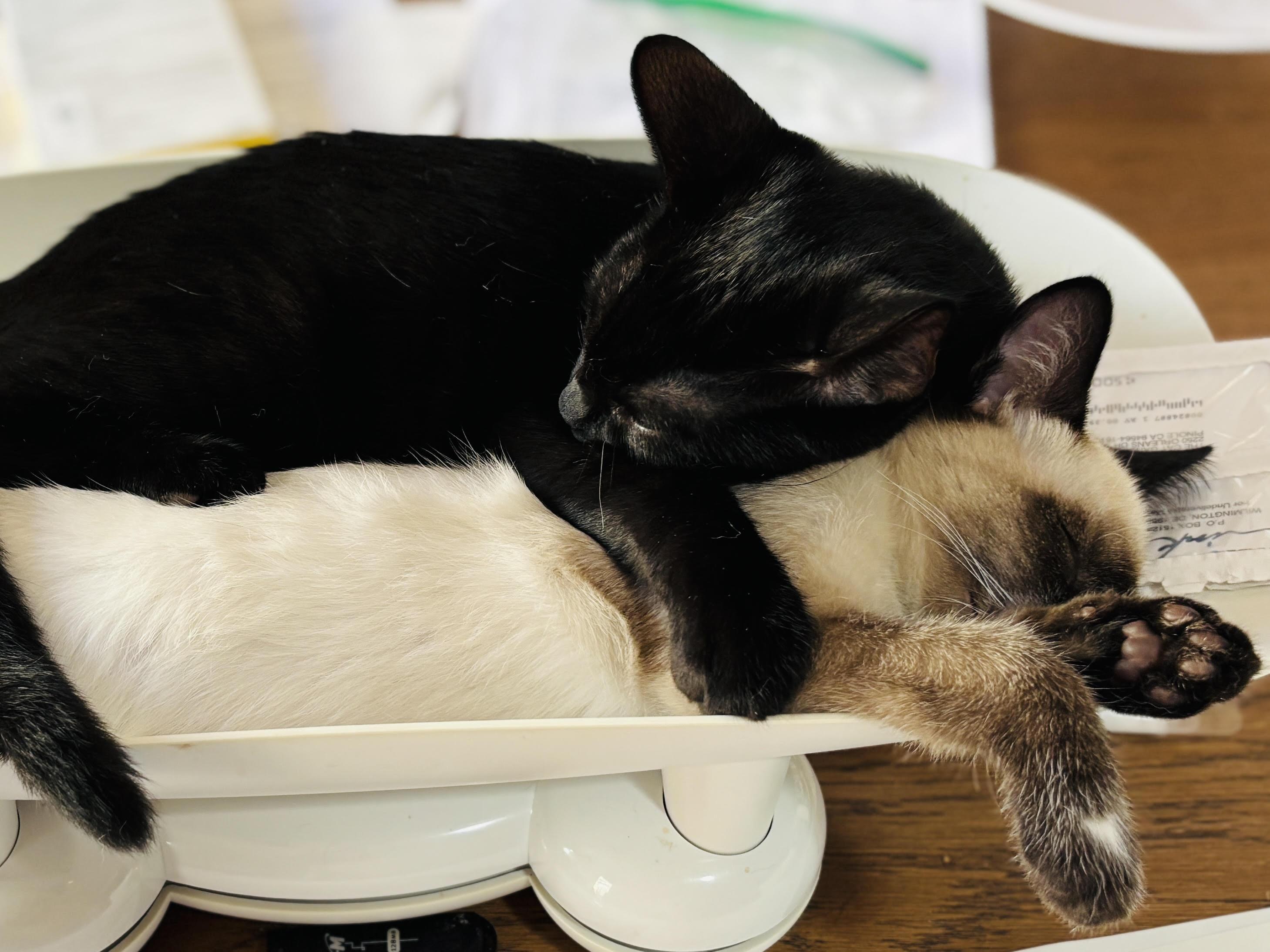 Pokemon, an adoptable Siamese, Snowshoe in Pinole, CA, 94564 | Photo Image 2
