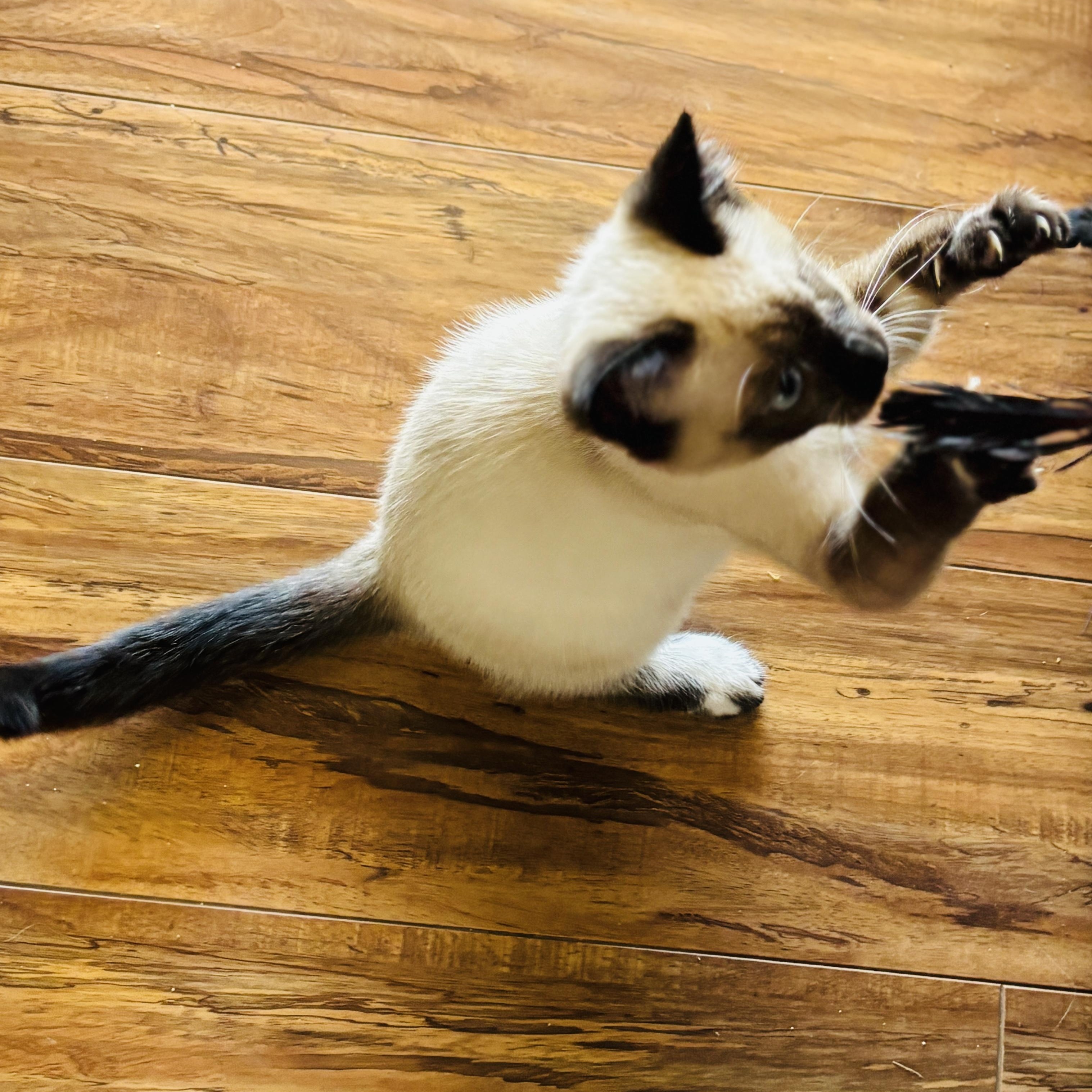 Pokemon, an adoptable Siamese, Snowshoe in Pinole, CA, 94564 | Photo Image 6