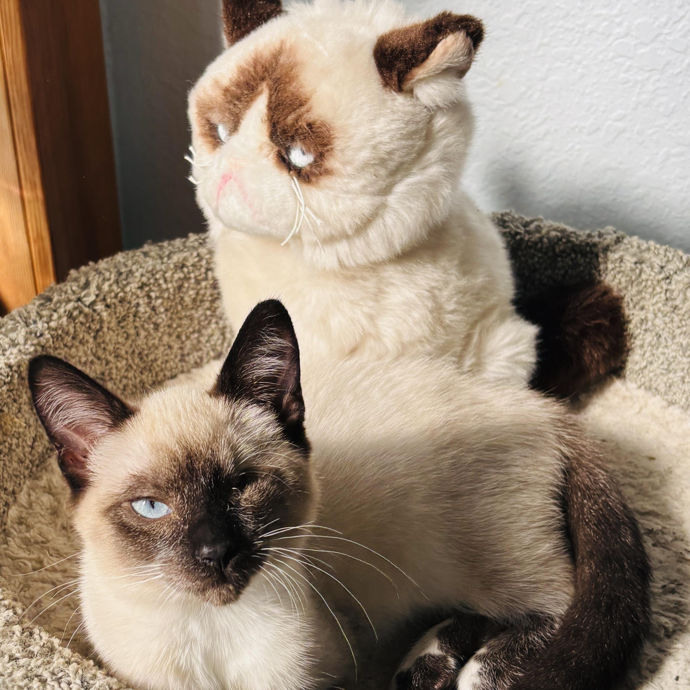 Pokemon, an adoptable Siamese, Snowshoe in Pinole, CA, 94564 | Photo Image 5
