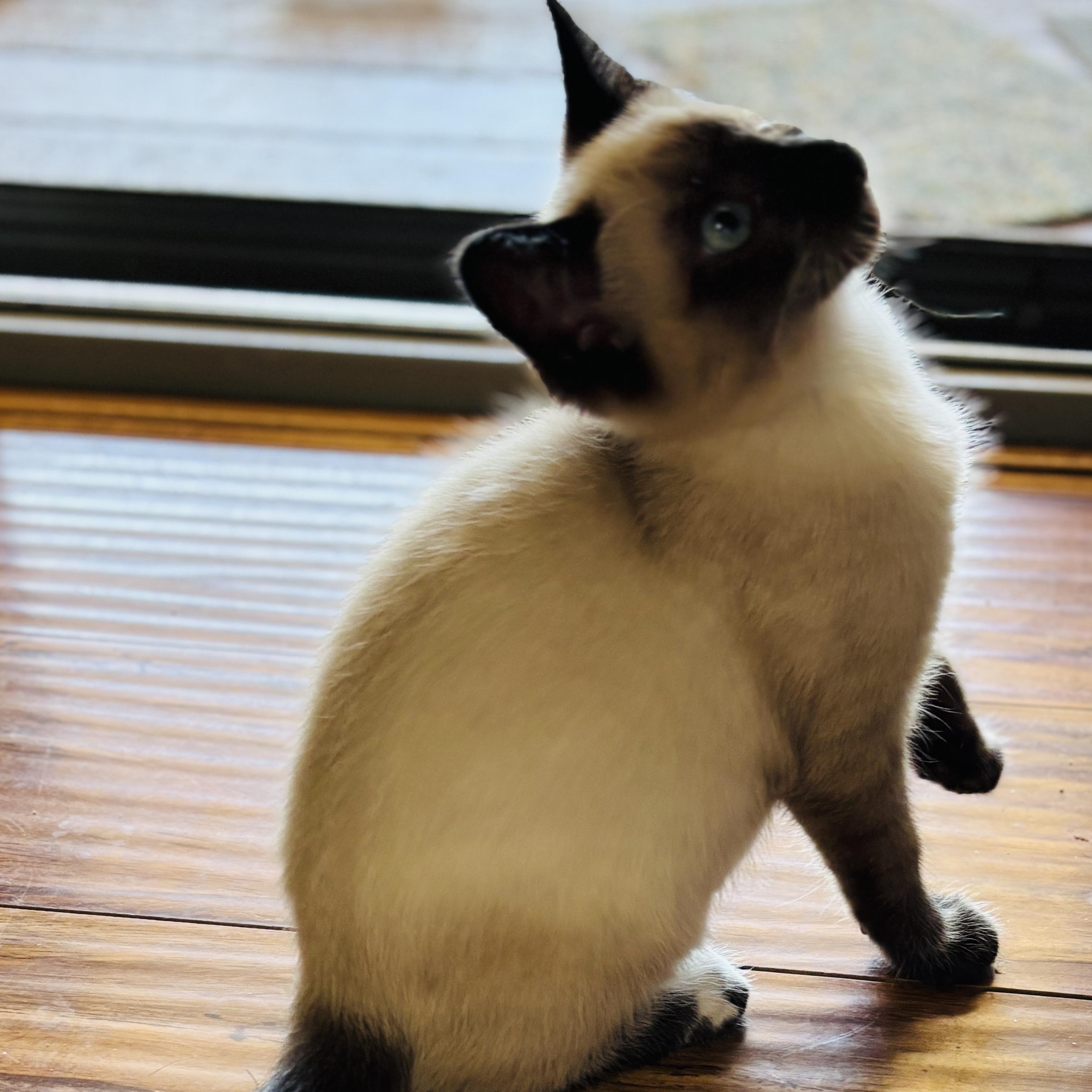 Pokemon, an adoptable Siamese, Snowshoe in Pinole, CA, 94564 | Photo Image 7