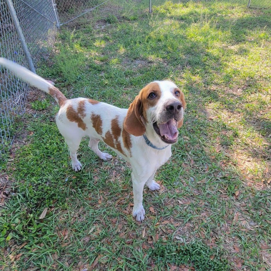 Enlarge Clyde, a Adoptable Mixed Breed in Lake Panasoffkee, FL image 1/6