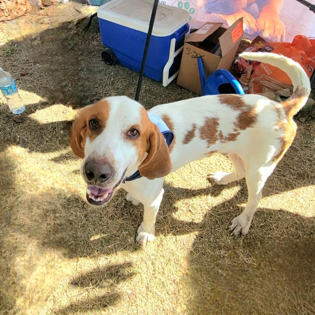 Enlarge Clyde, a Adoptable Mixed Breed in Lake Panasoffkee, FL image 2/6