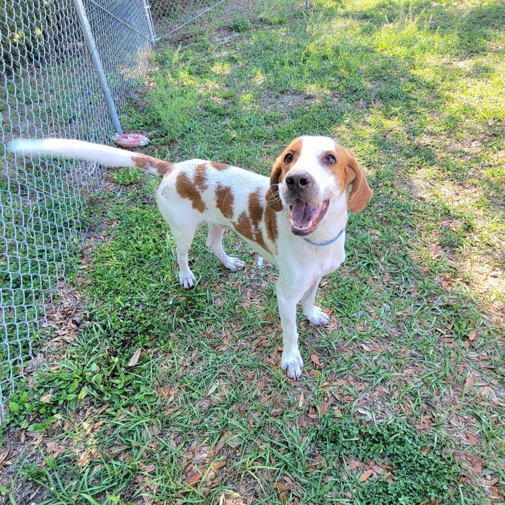 Enlarge Clyde, a Adoptable Mixed Breed in Lake Panasoffkee, FL image 3/6