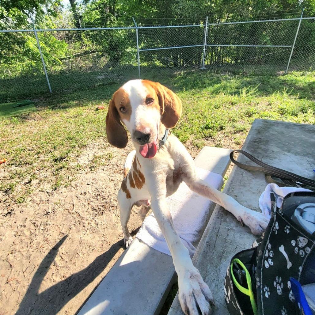 Enlarge Clyde, a Adoptable Mixed Breed in Lake Panasoffkee, FL image 4/6