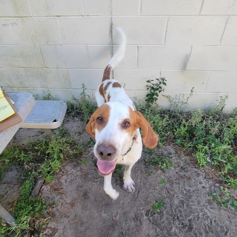 Enlarge Clyde, a Adoptable Mixed Breed in Lake Panasoffkee, FL image 5/6