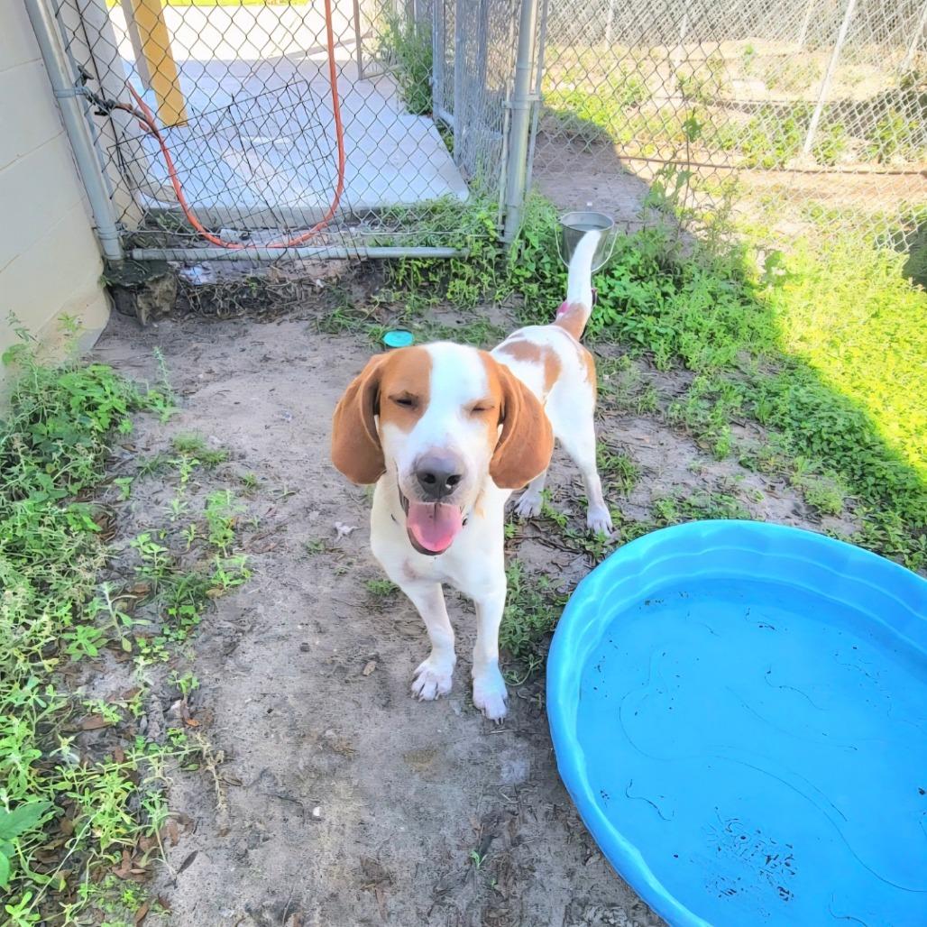 Enlarge Clyde, a Adoptable Mixed Breed in Lake Panasoffkee, FL image 6/6