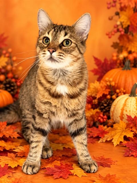 Michi- 54179, Adoptable, Adult Female Norwegian Forest Cat.