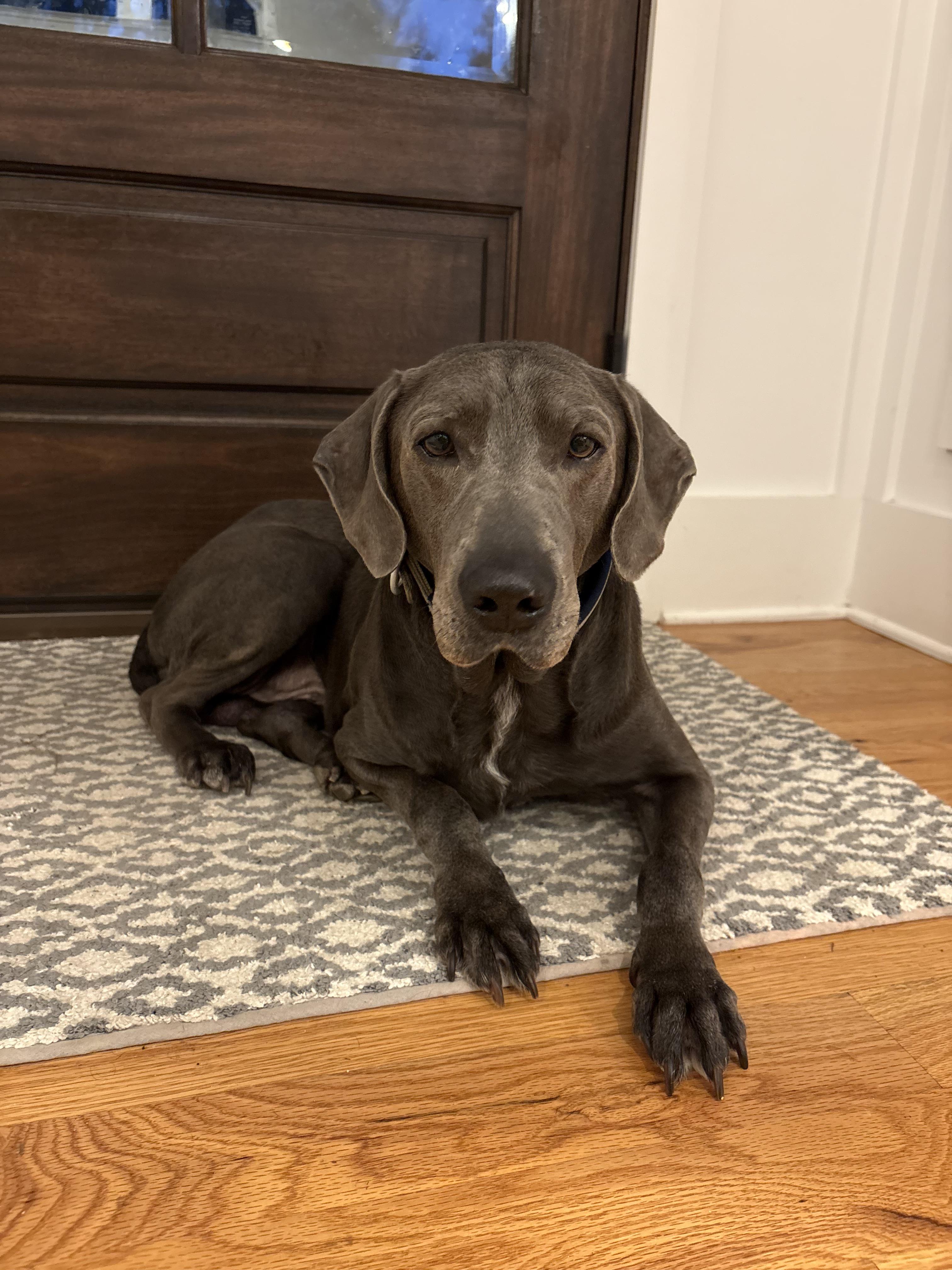 Enlarge Toby, a Adoptable Weimaraner in Marietta, GA image 1/3