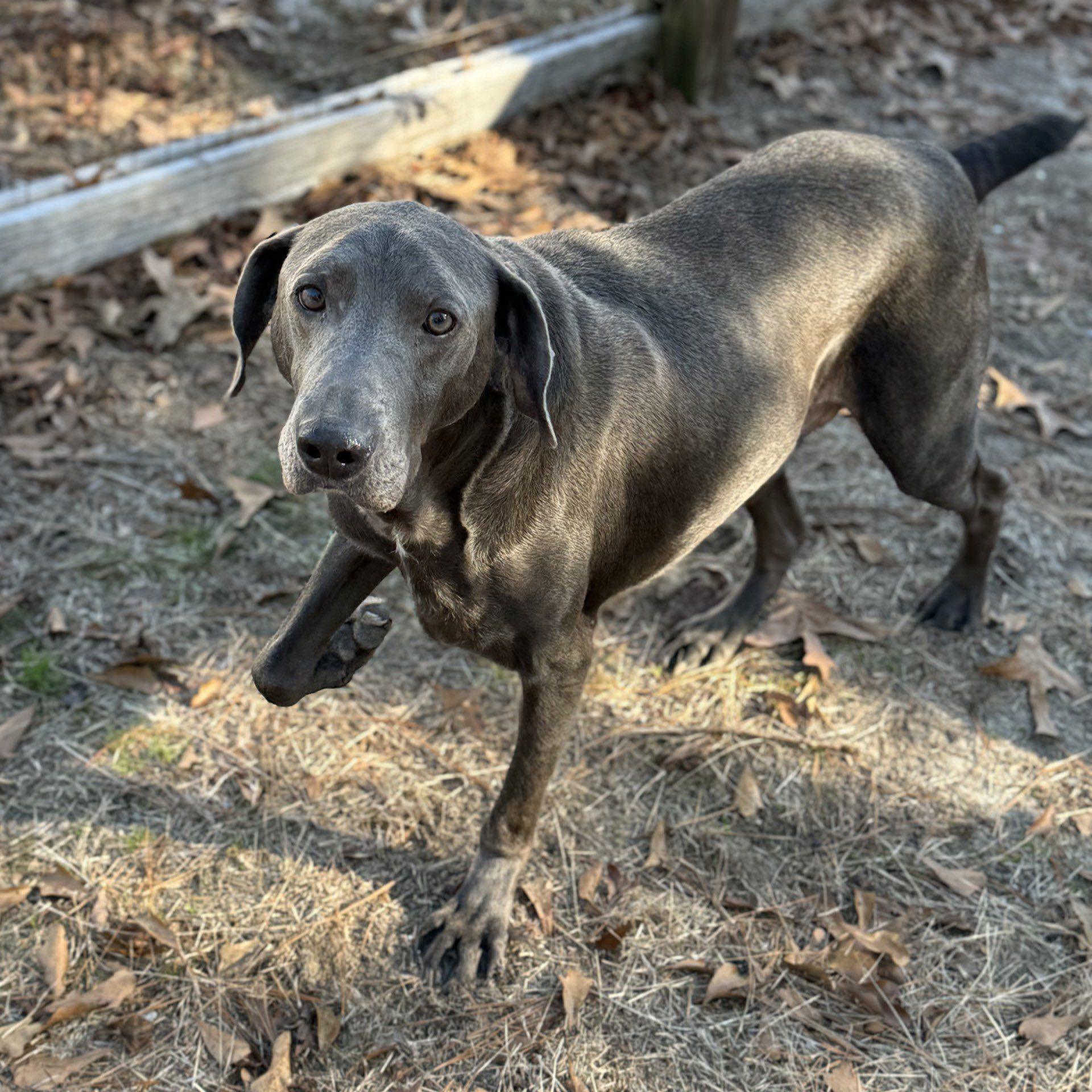 Enlarge Toby, a Adoptable Weimaraner in Marietta, GA image 2/3