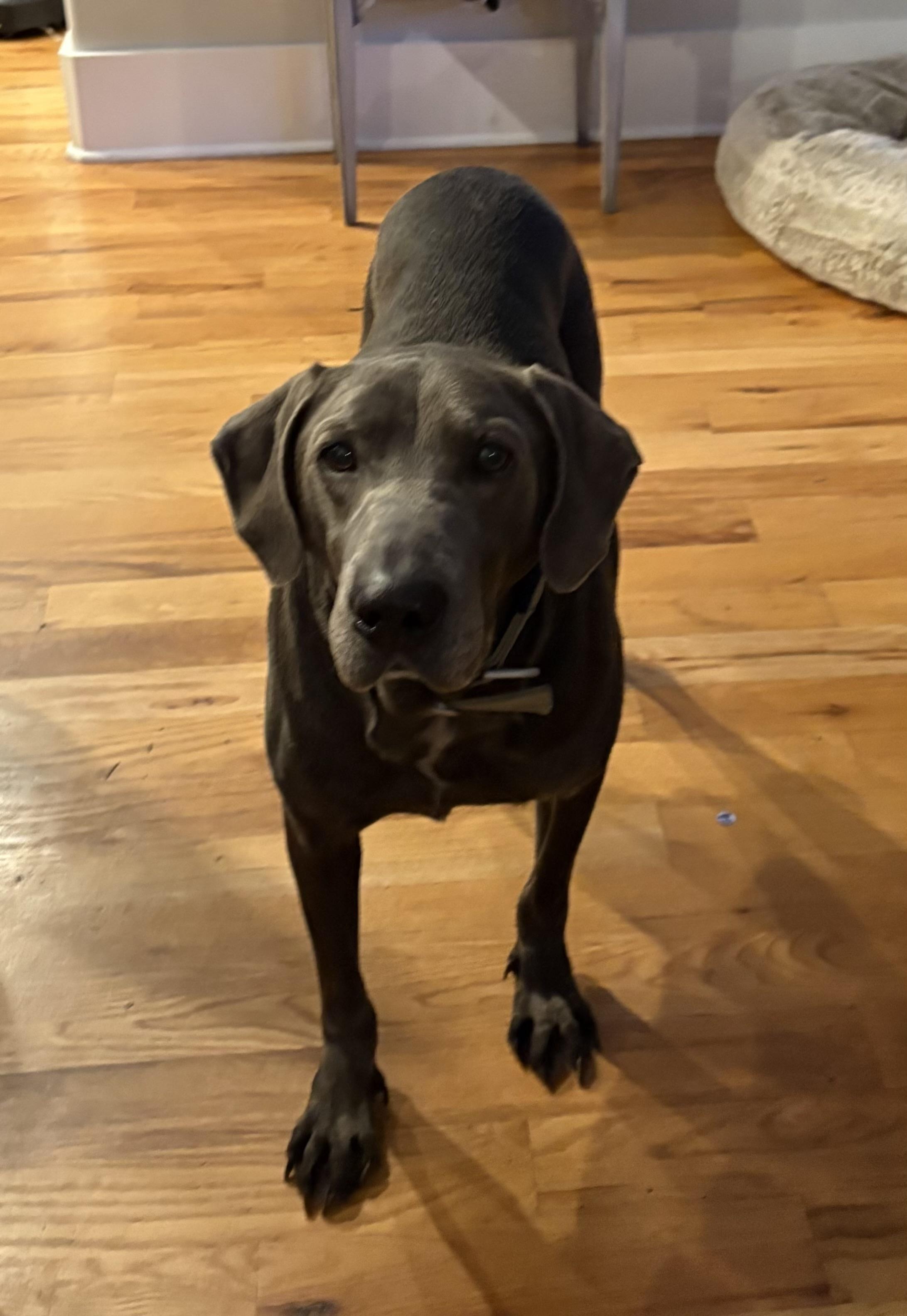Enlarge Toby, a Adoptable Weimaraner in Marietta, GA image 3/3