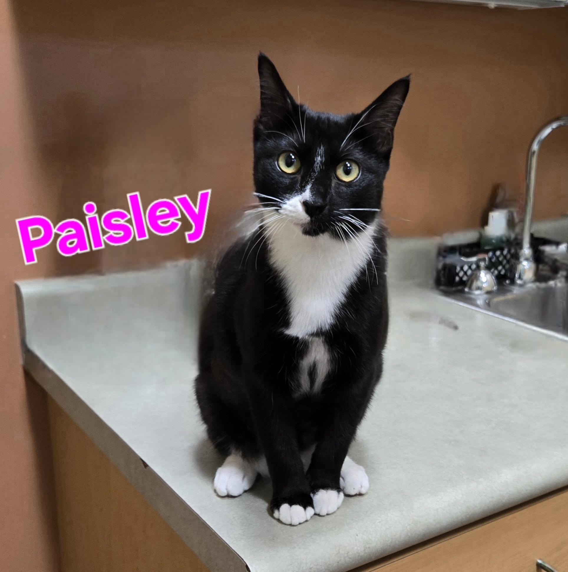 Paisley, a Adoptable Tuxedo in Naperville, IL image 1/3