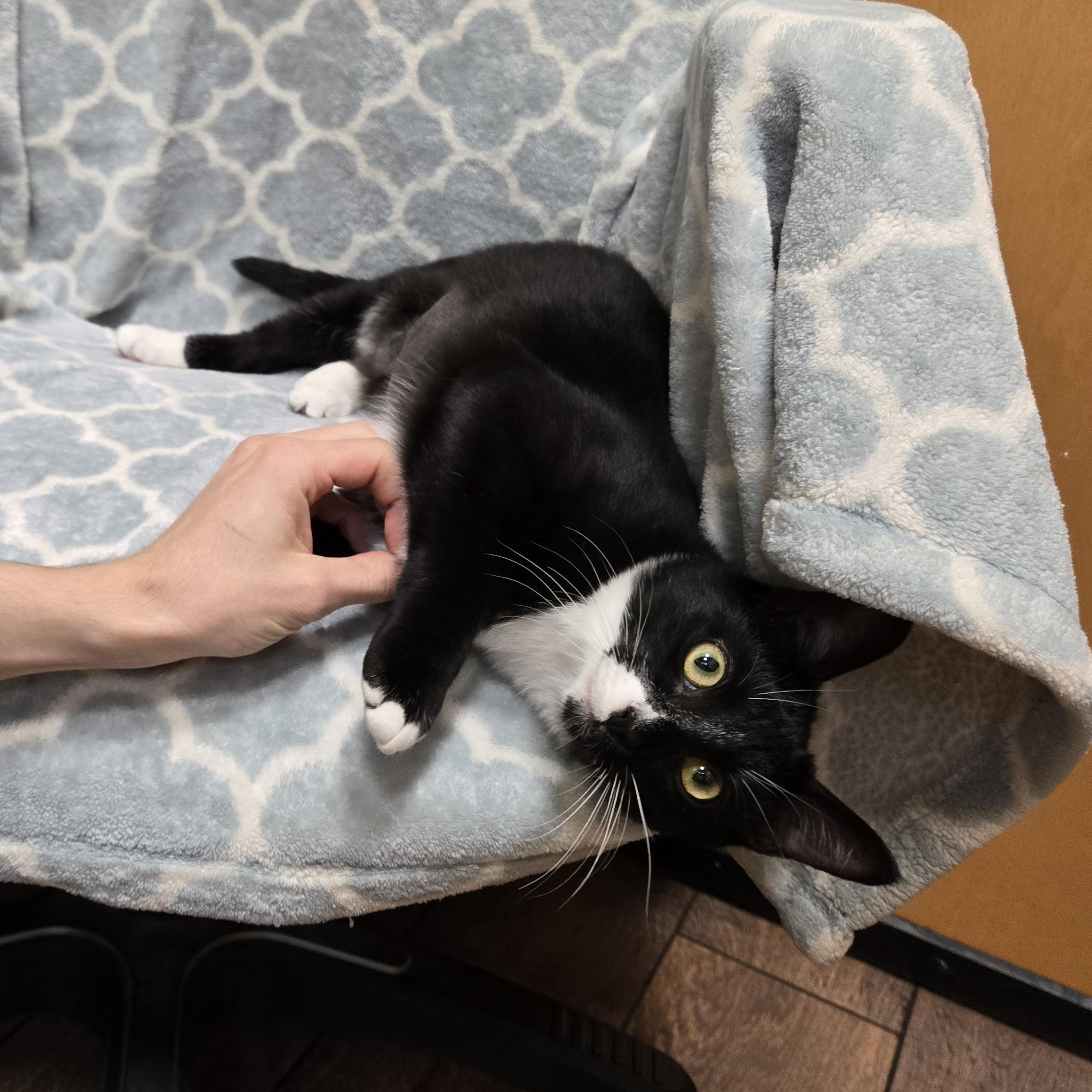 Paisley, a Adoptable Tuxedo in Naperville, IL image 2/3