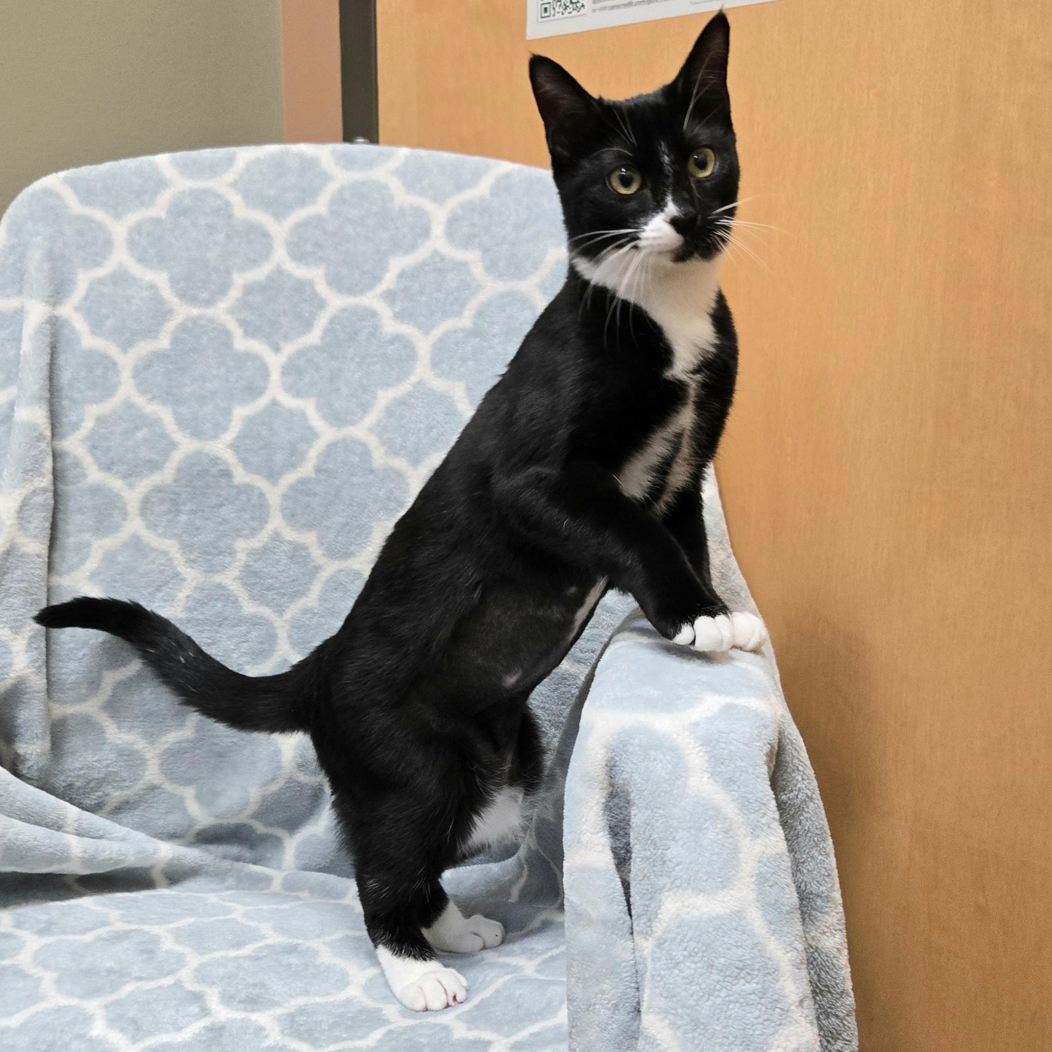 Paisley, a Adoptable Tuxedo in Naperville, IL image 3/3