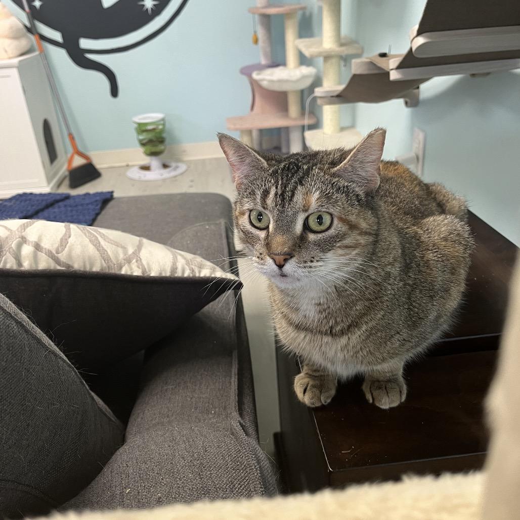 Enlarge Azalea, a Adoptable Domestic Short Hair in PITTSBURGH, PA image 1/5