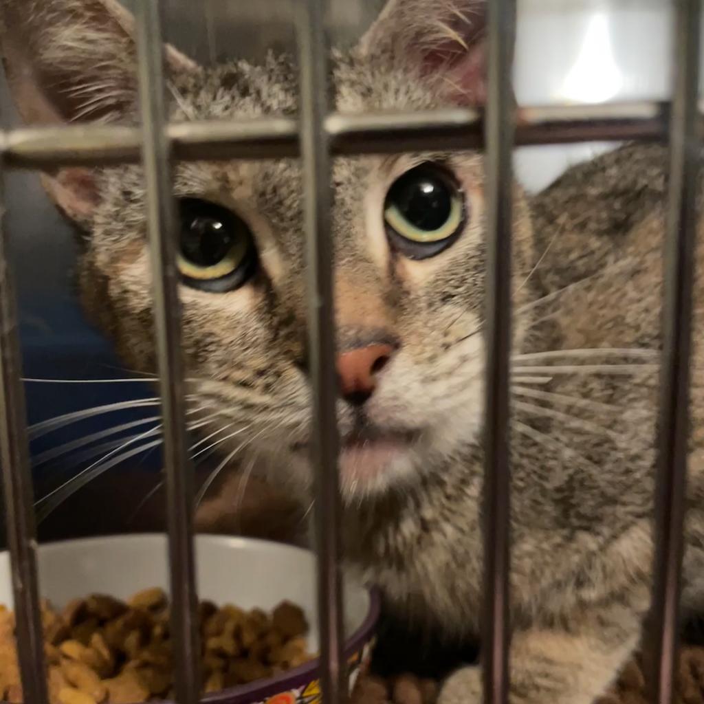 Enlarge Azalea, a Adoptable Domestic Short Hair in PITTSBURGH, PA image 3/5