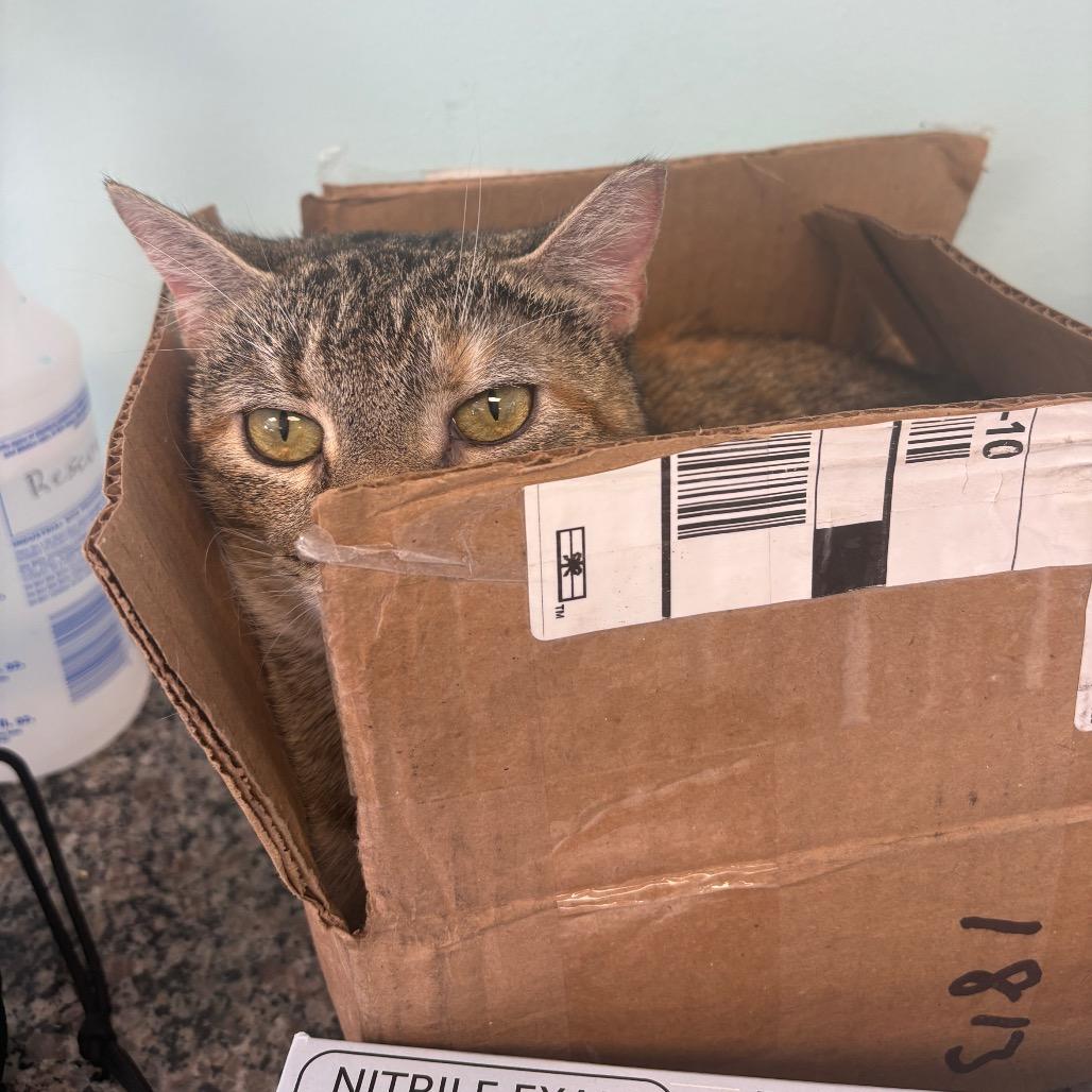 Enlarge Azalea, a Adoptable Domestic Short Hair in PITTSBURGH, PA image 4/5