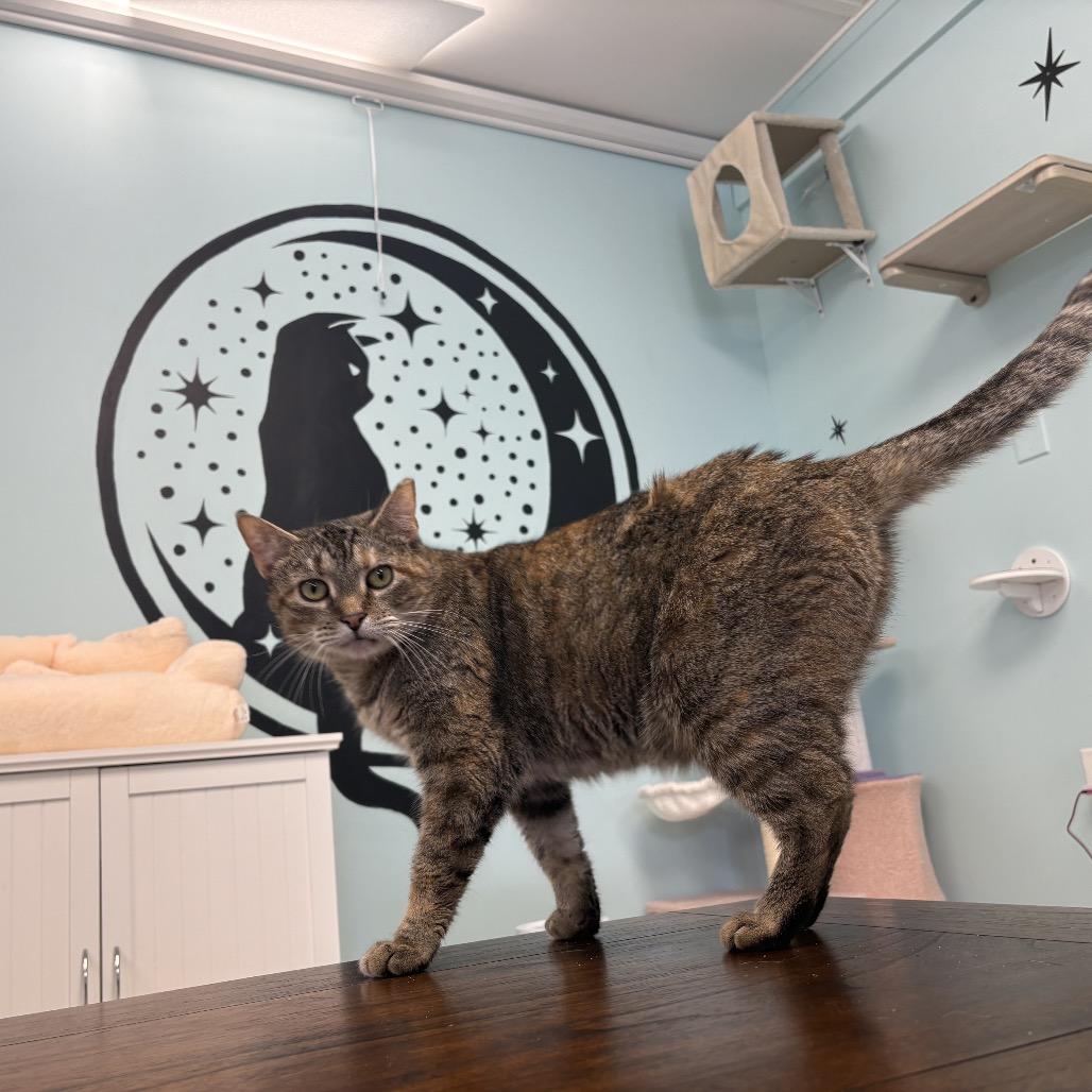 Enlarge Azalea, a Adoptable Domestic Short Hair in PITTSBURGH, PA image 5/5