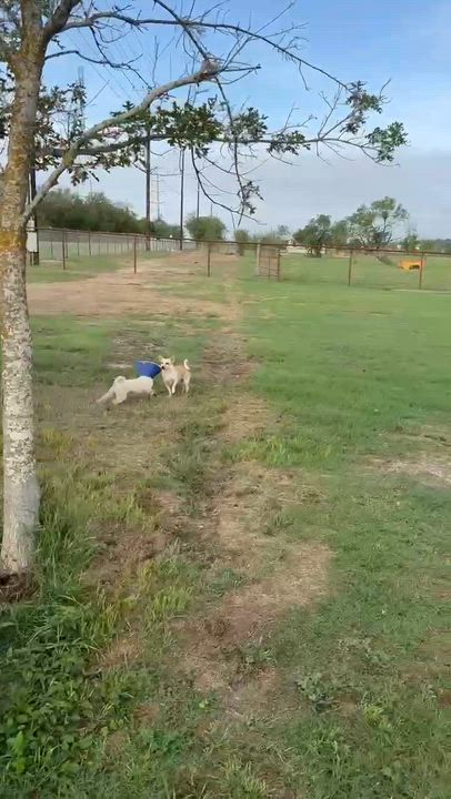 Enlarge Sugar, a Adoptable mixed breed in Fogelsville, PA video 6/6