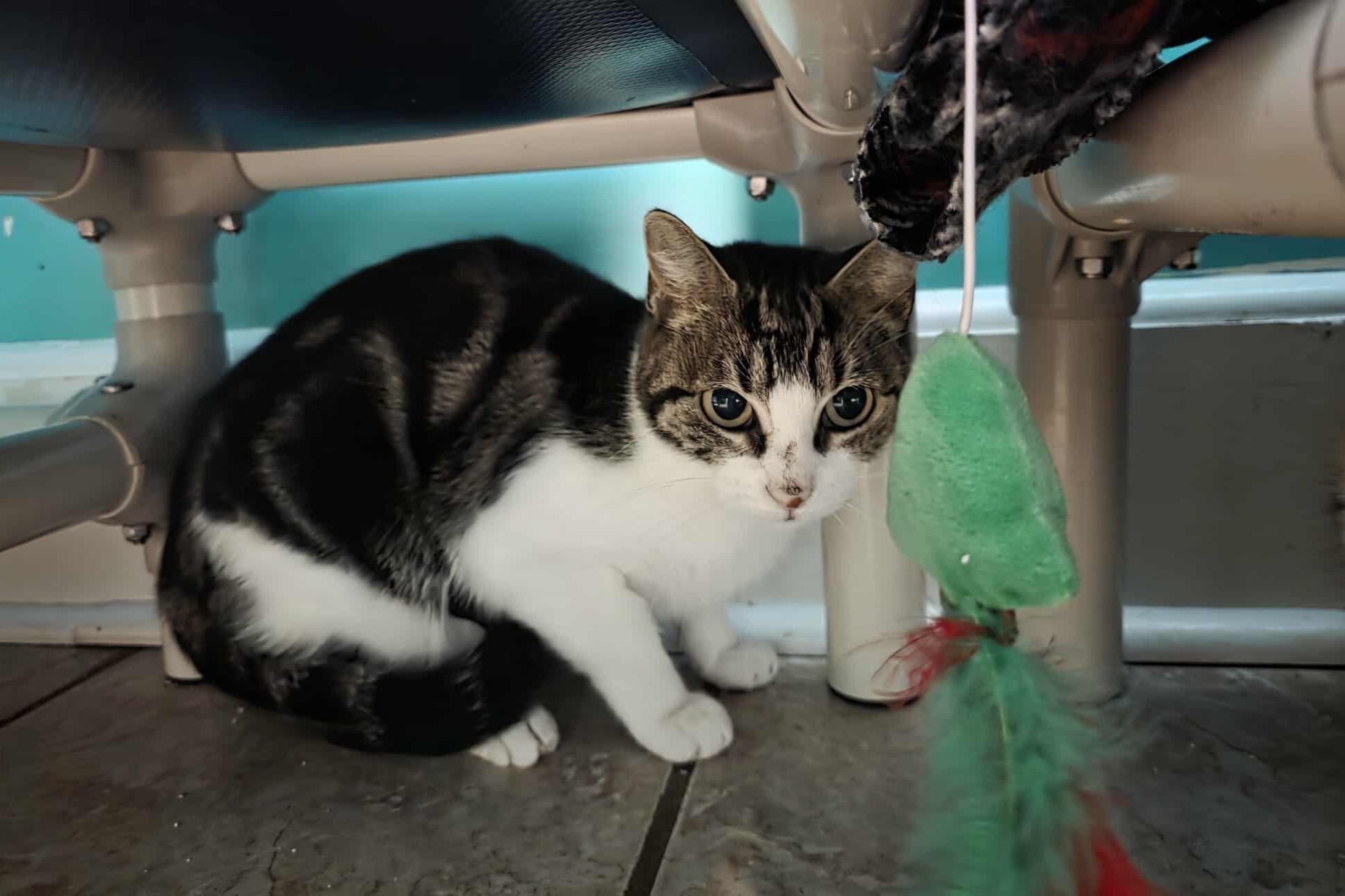 Enlarge Happy, a ADOPTABLE Domestic Short Hair in Elizabeth, IL image 2/4