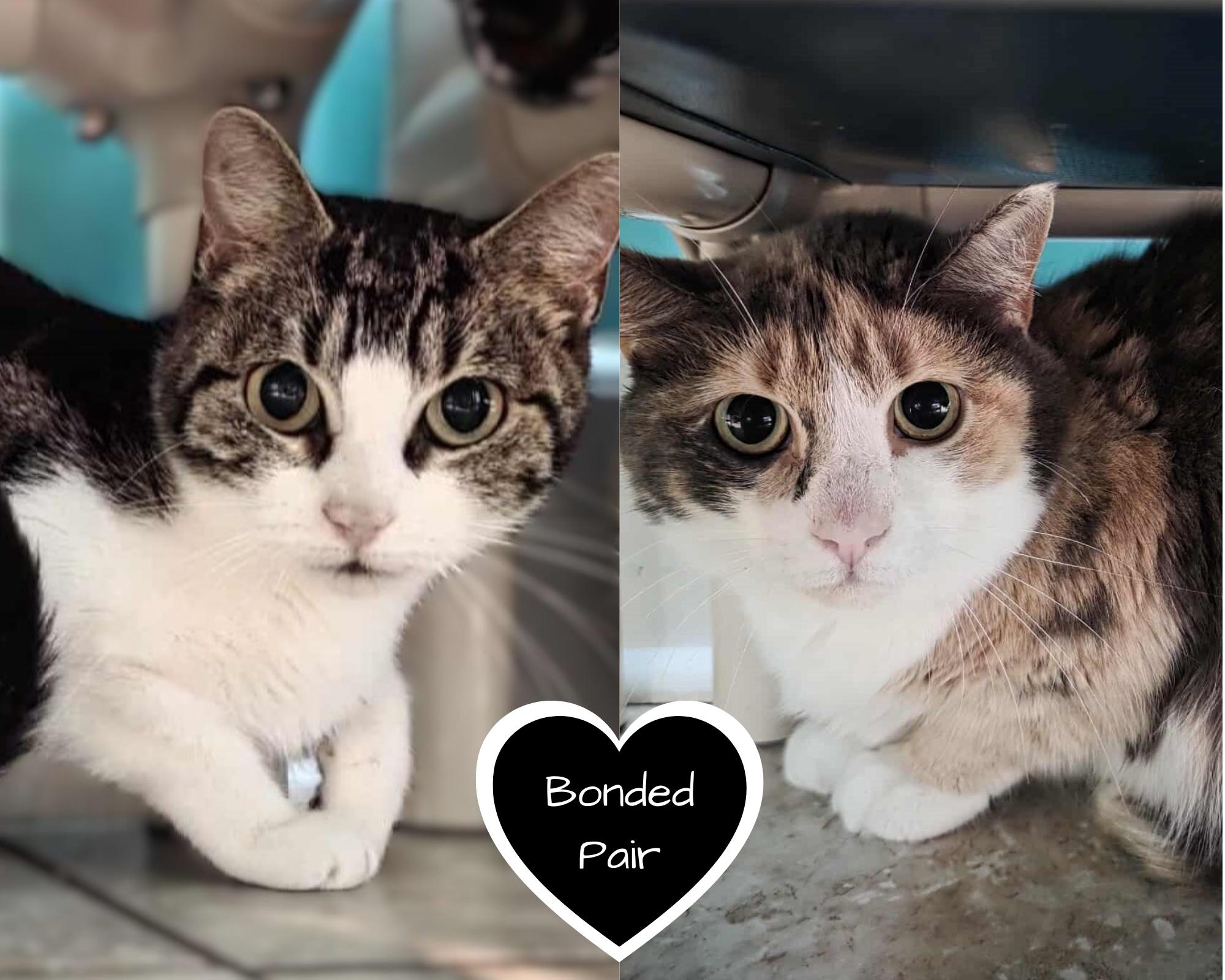 Enlarge Happy & Keely (Bonded Pair), a ADOPTABLE Domestic Short Hair in Elizabeth, IL image 1/3