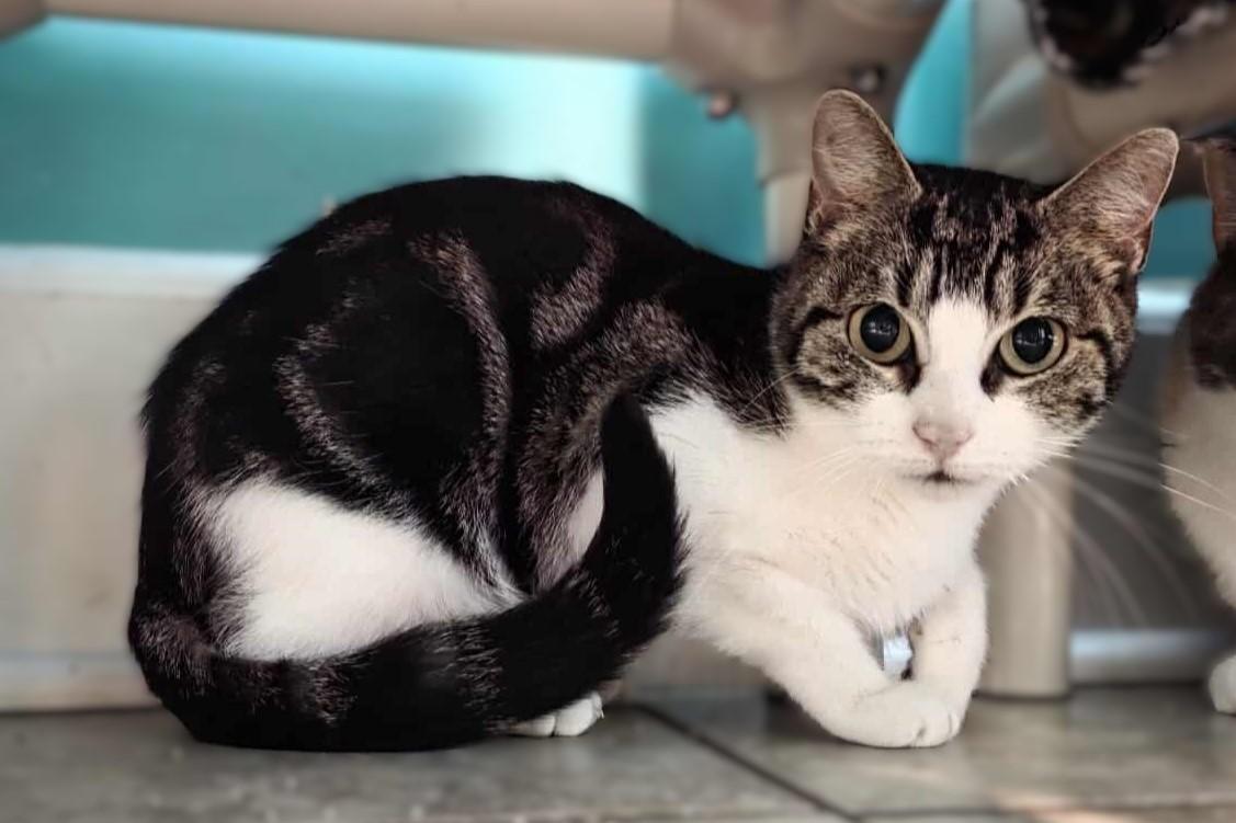 Happy, ADOPTABLE, Adult Female Domestic Short Hair.