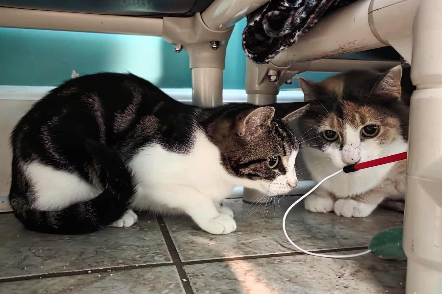 Enlarge Happy & Keely (Bonded Pair), a ADOPTABLE Domestic Short Hair in Elizabeth, IL image 3/3