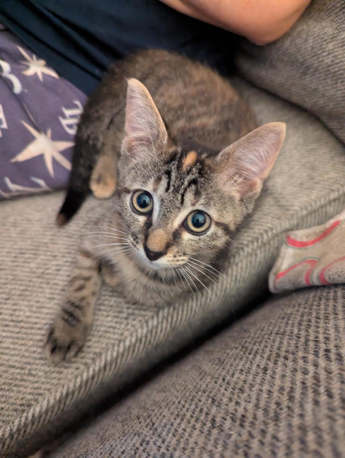 Enlarge Mateo and Freda, a Adopted mixed breed in Tampa, FL image 3/5