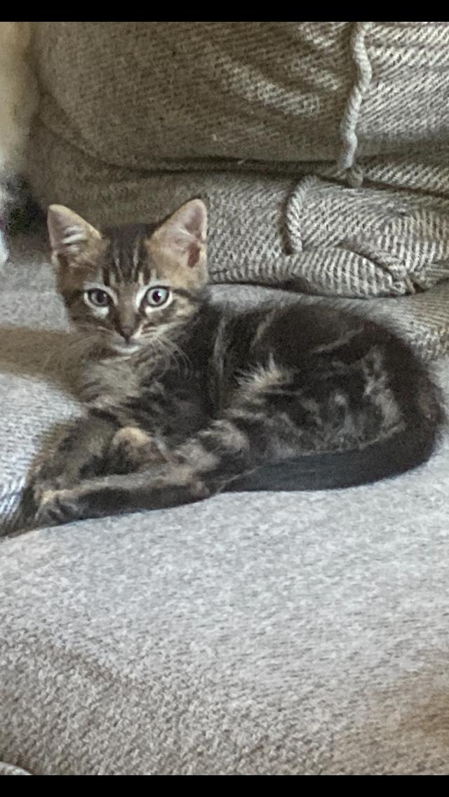 Enlarge Mateo and Freda, a Adopted mixed breed in Tampa, FL image 2/5