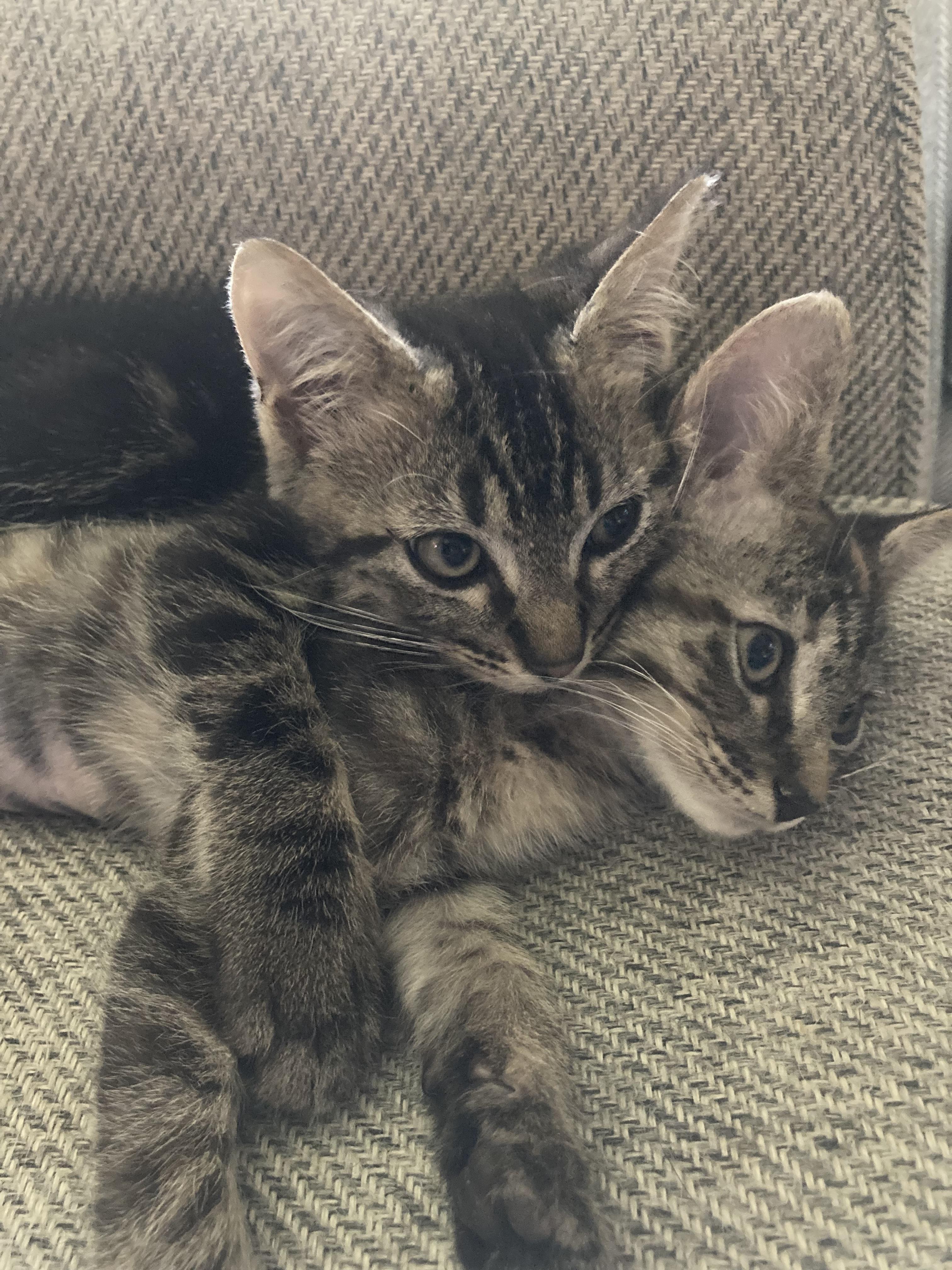 Enlarge Mateo and Freda, a Adopted mixed breed in Tampa, FL image 4/5