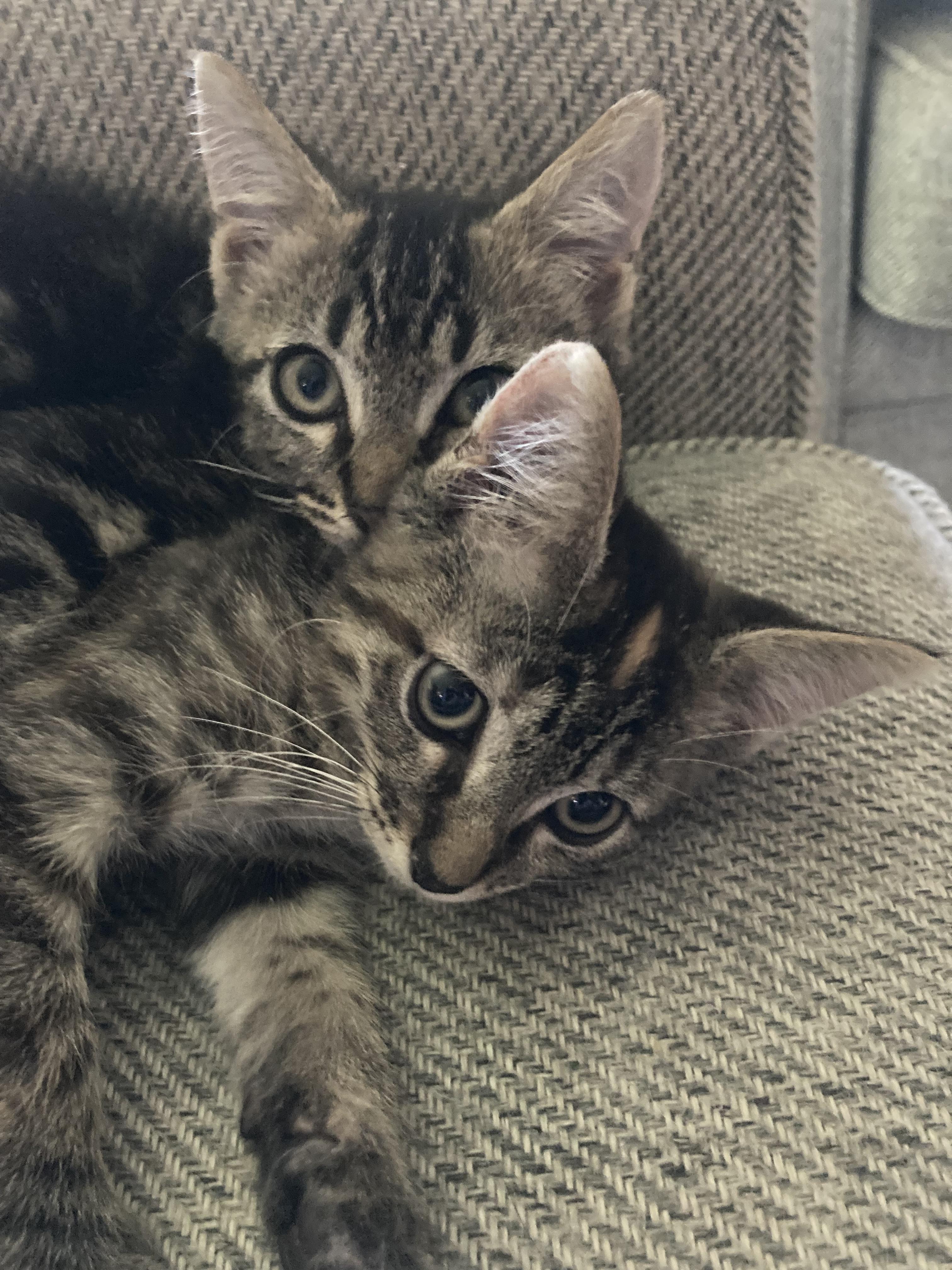 Mateo and Freda, Baby Male Domestic Short Hair