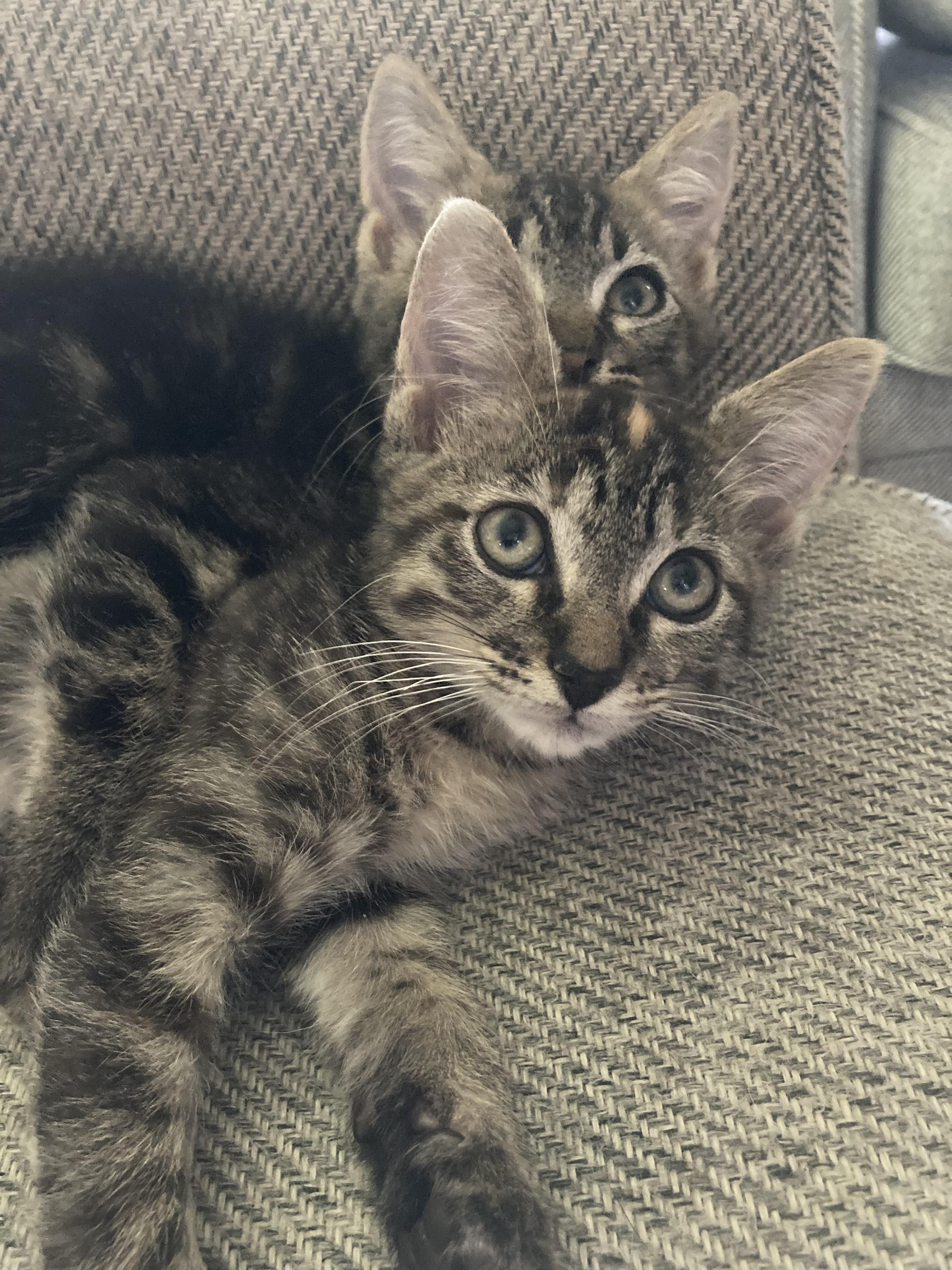 Enlarge Mateo and Freda, a Adopted mixed breed in Tampa, FL image 5/5