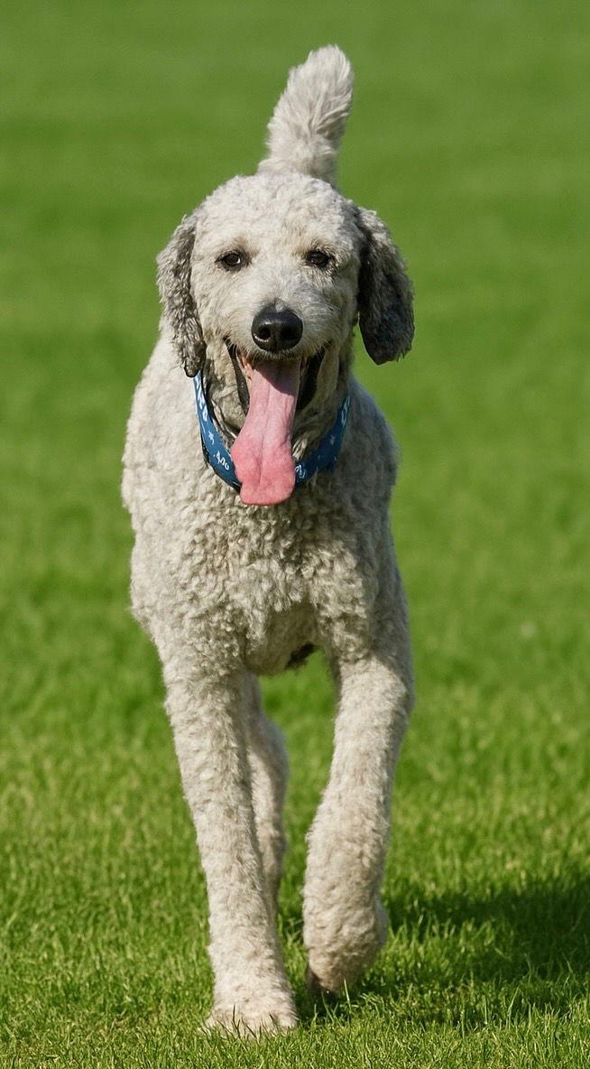 Lombardi, Adoptable, Young Male Standard Poodle.