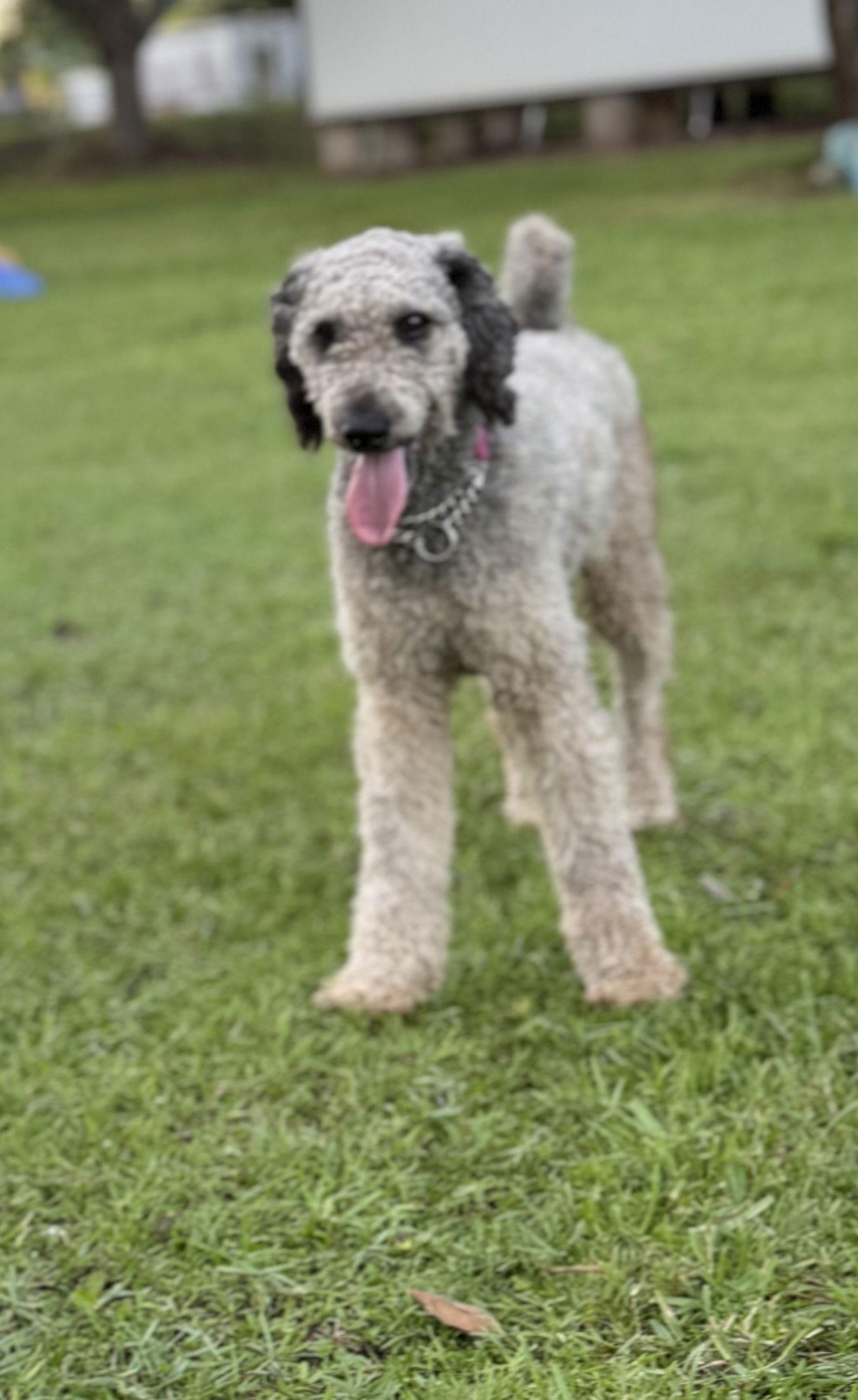 Enlarge Lombardi, a Adoptable Standard Poodle in Valrico, FL image 2/3