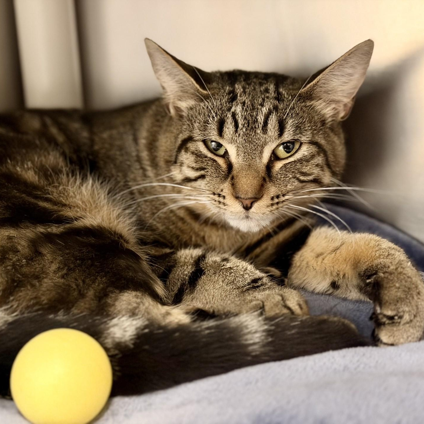 Tracy, ADOPTABLE, Adult Male Domestic Short Hair.